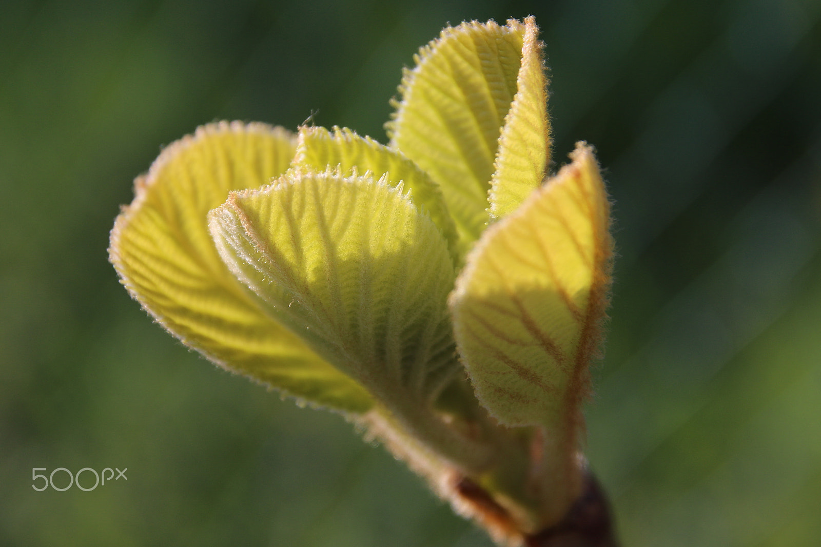 Sigma 17-70mm F2.8-4 DC Macro OS HSM sample photo. Leafs of a kiwi tree by willie b photography