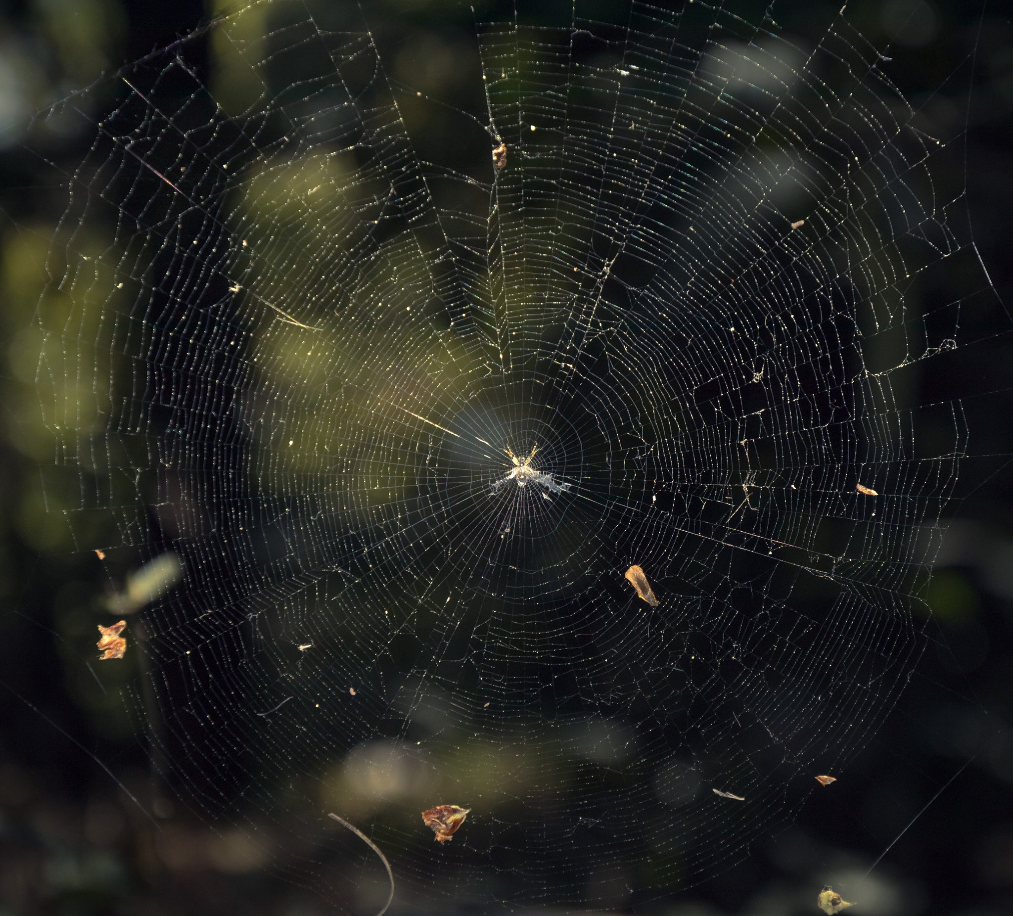 Canon EOS 80D + Canon EF 16-35mm F4L IS USM sample photo. Spider and its web photography