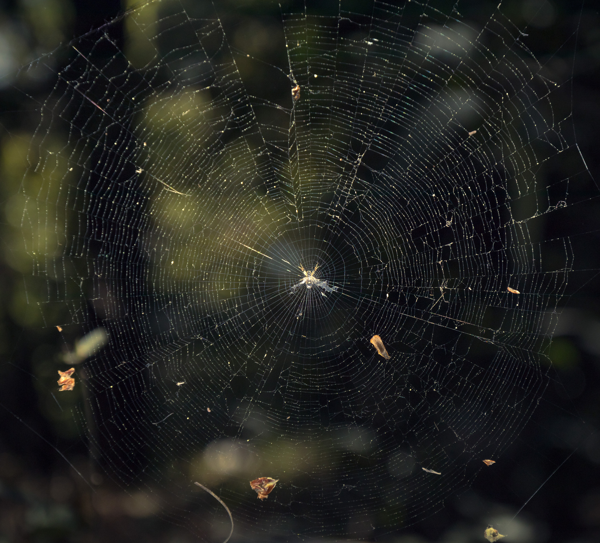 Canon EF 16-35mm F4L IS USM sample photo. Spider and its web photography