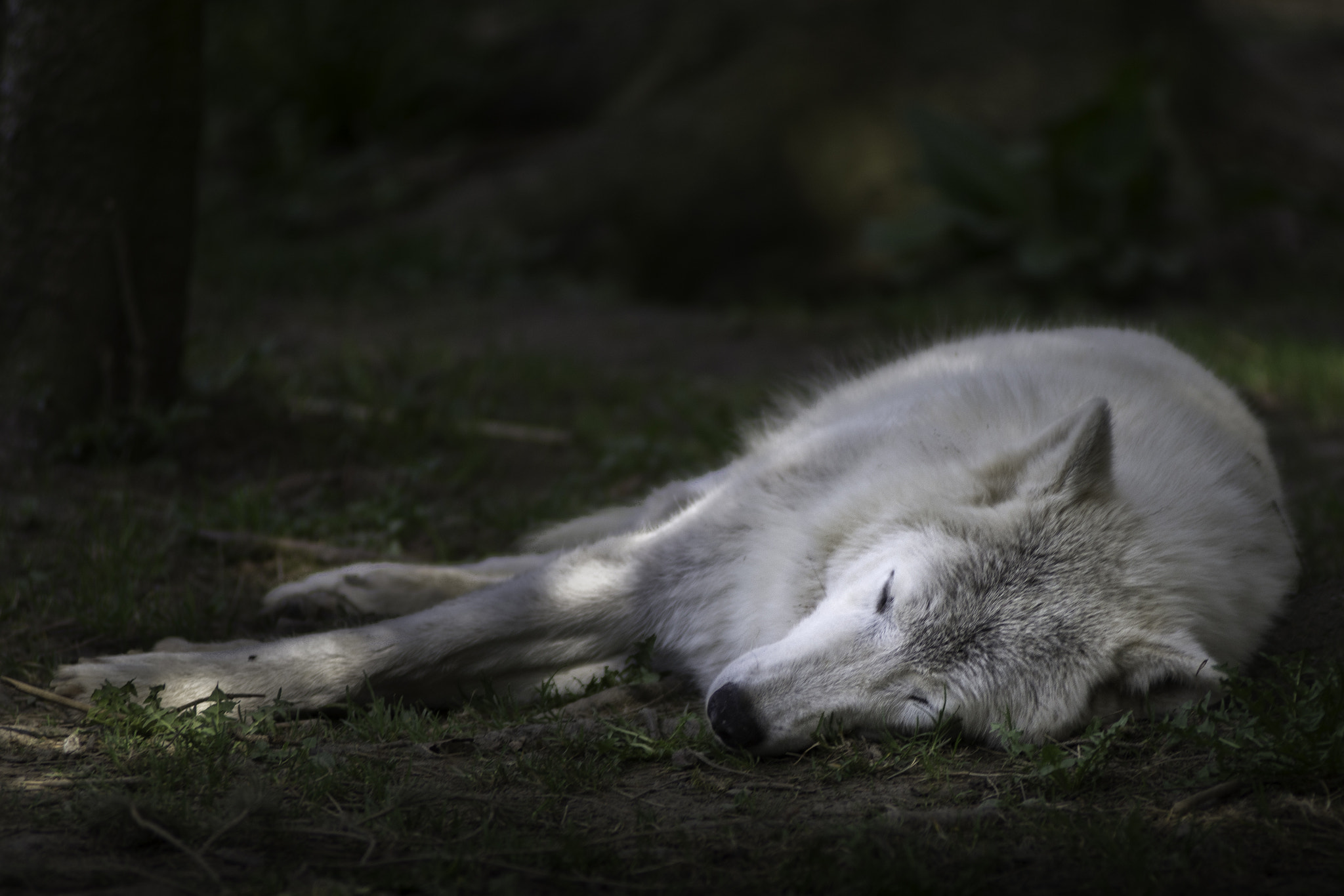 Nikon D7200 + AF Zoom-Nikkor 80-200mm f/2.8 ED sample photo. Artic wolf sleeps... photography