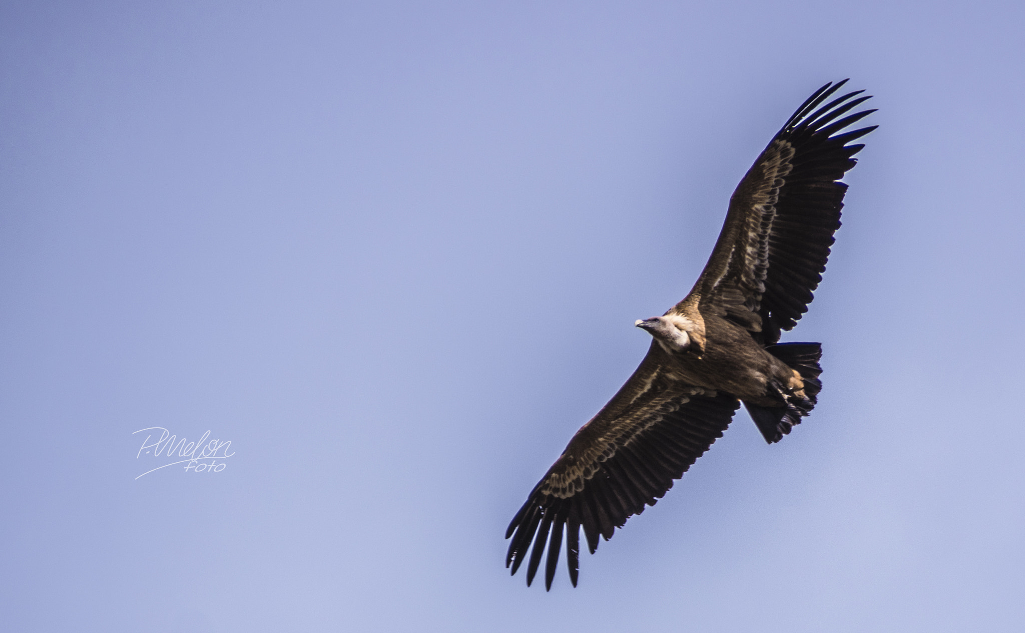 Sony SLT-A68 + Tamron 16-300mm F3.5-6.3 Di II VC PZD Macro sample photo. Buitre el el porma photography