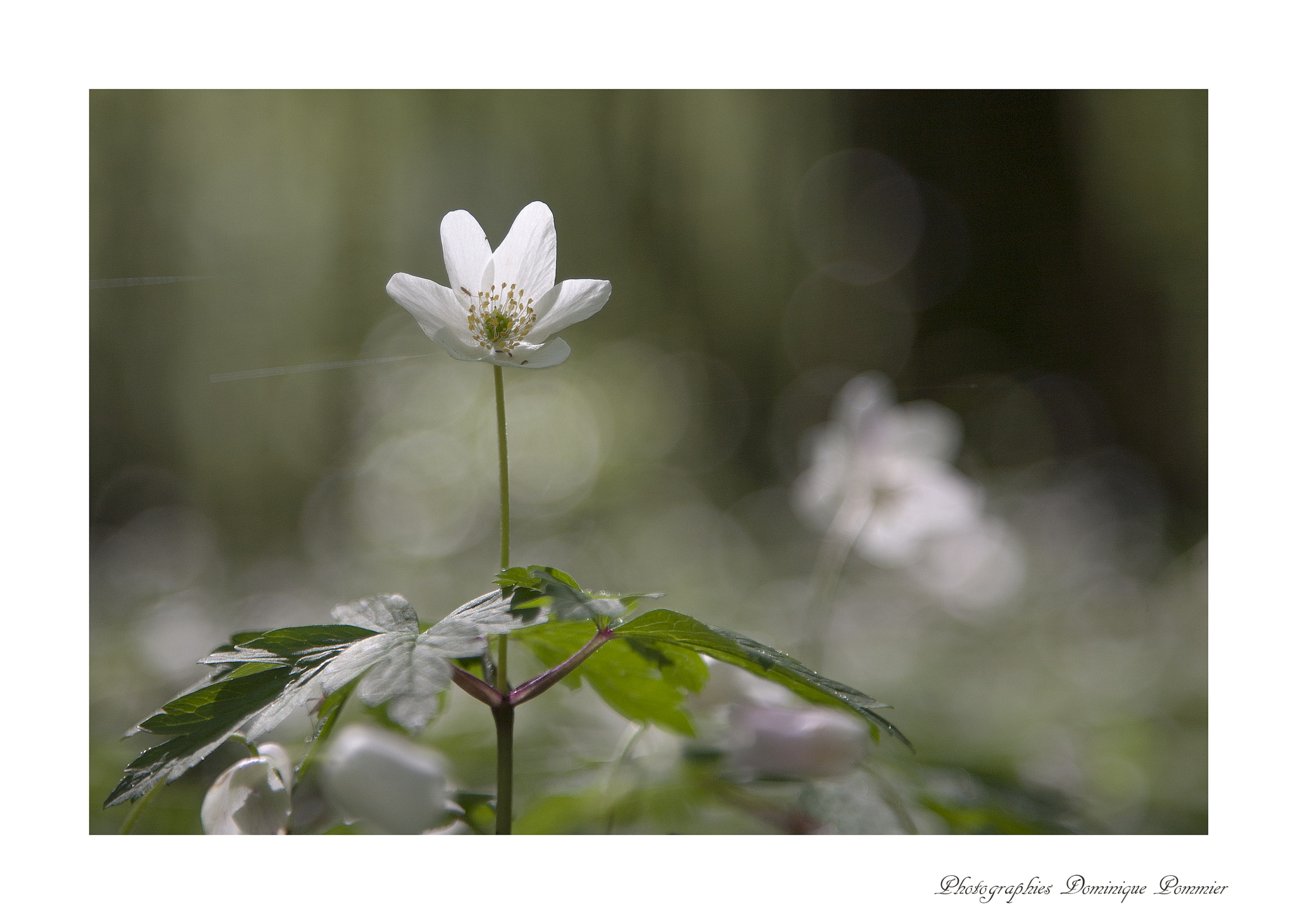 Canon EOS 5D + Canon EF 24-105mm F4L IS USM sample photo. Sous- bois printanier photography