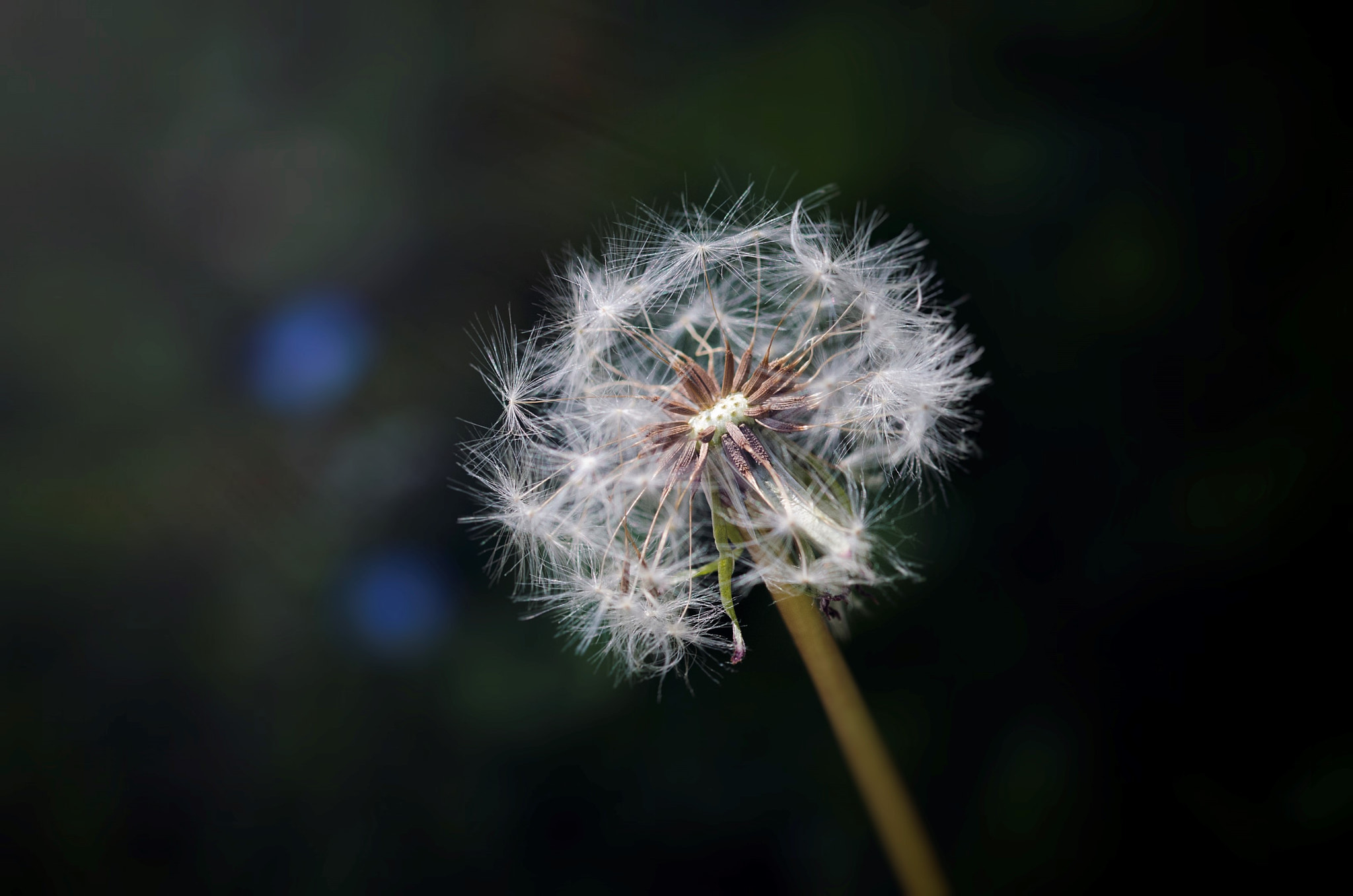 Sigma 105mm F2.8 EX DG OS HSM sample photo. Fairy photography