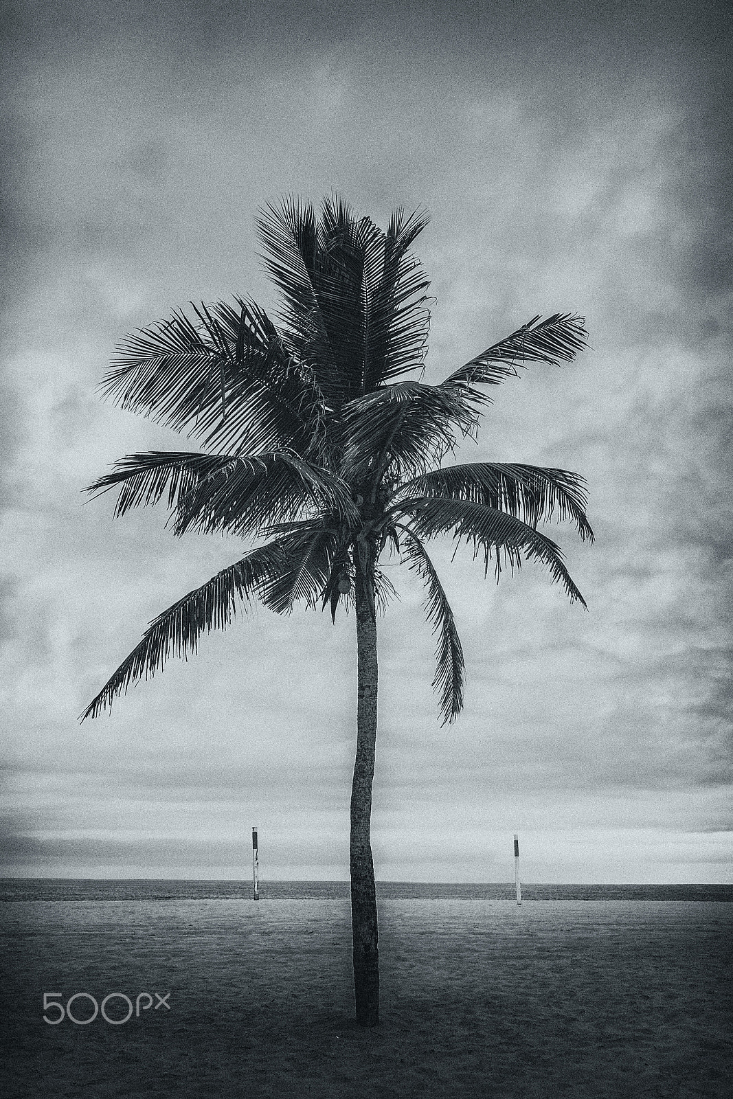 Canon EOS 60D sample photo. One tree beach photography