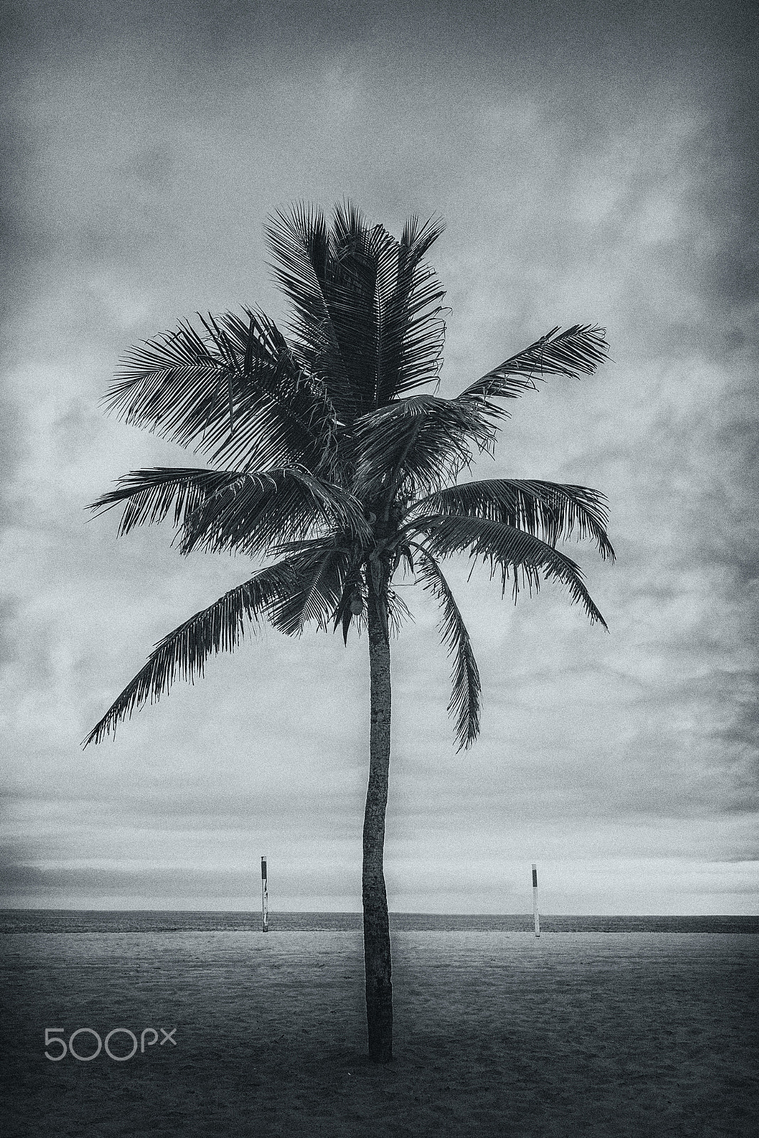 Canon EF-S 17-55mm F2.8 IS USM sample photo. One tree beach photography