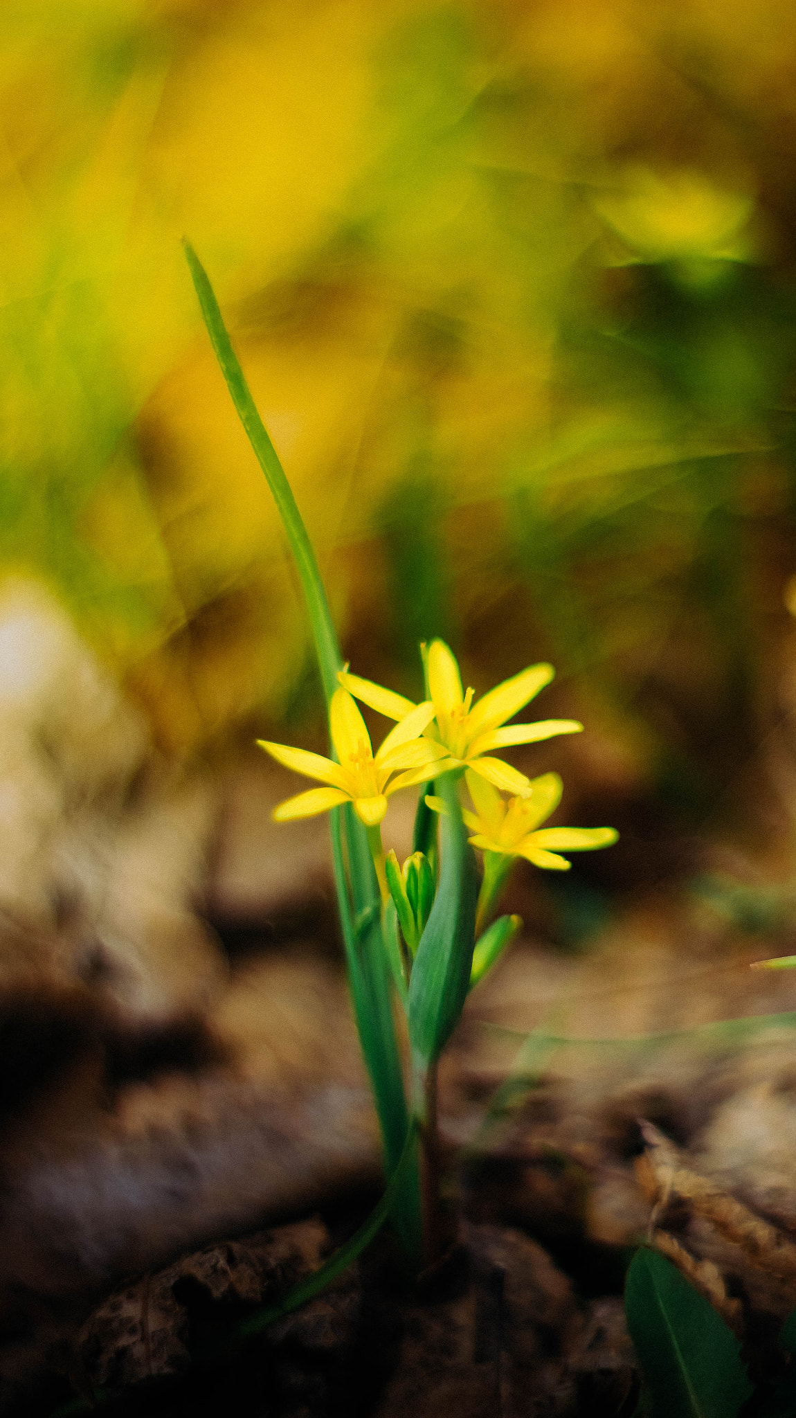 Canon EF 35-80mm f/4-5.6 sample photo. First flower! photography