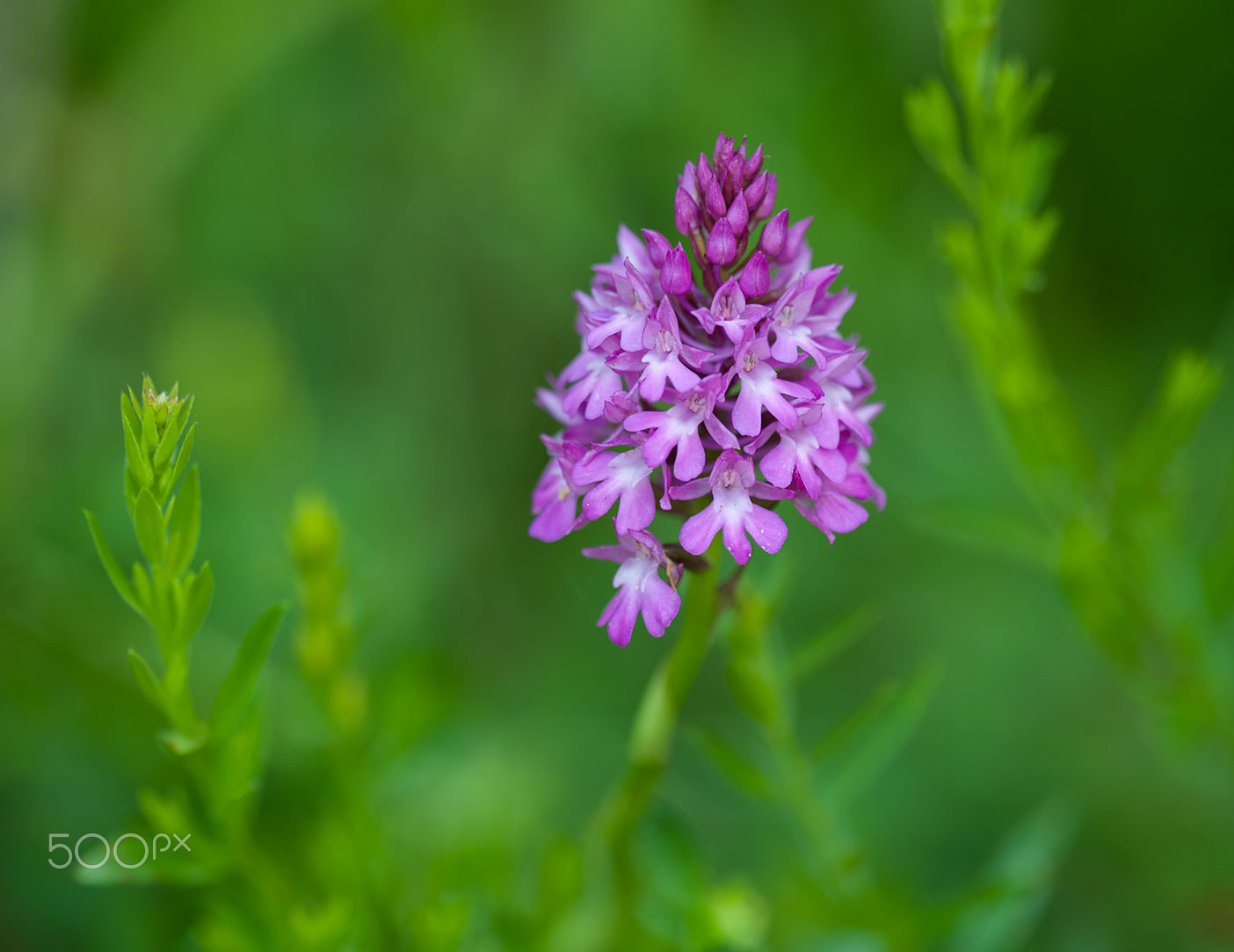 Nikon D700 sample photo. Anacamptis pyramidalis photography