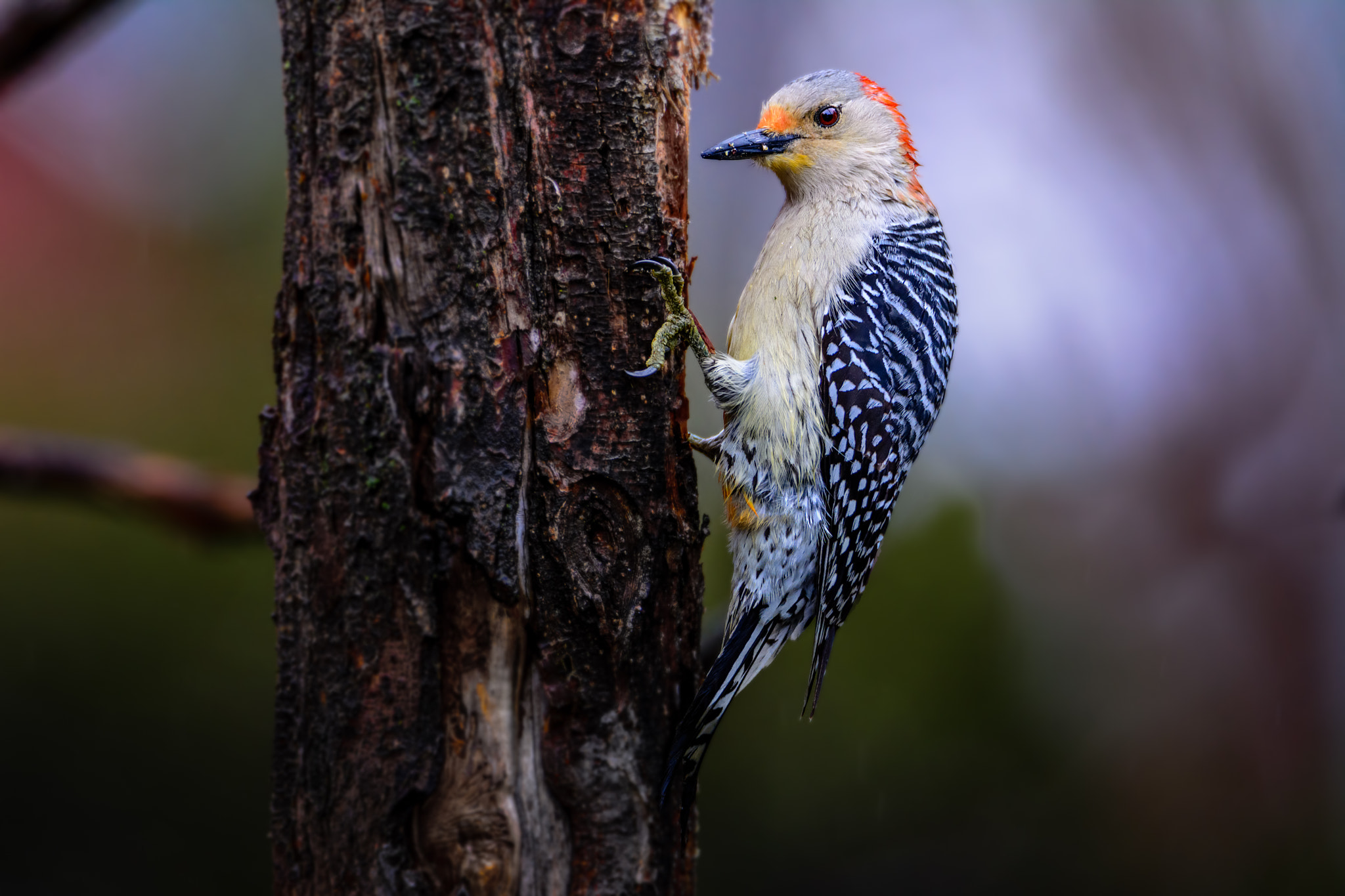 Nikon D7100 sample photo. Red bellied woodpecker photography