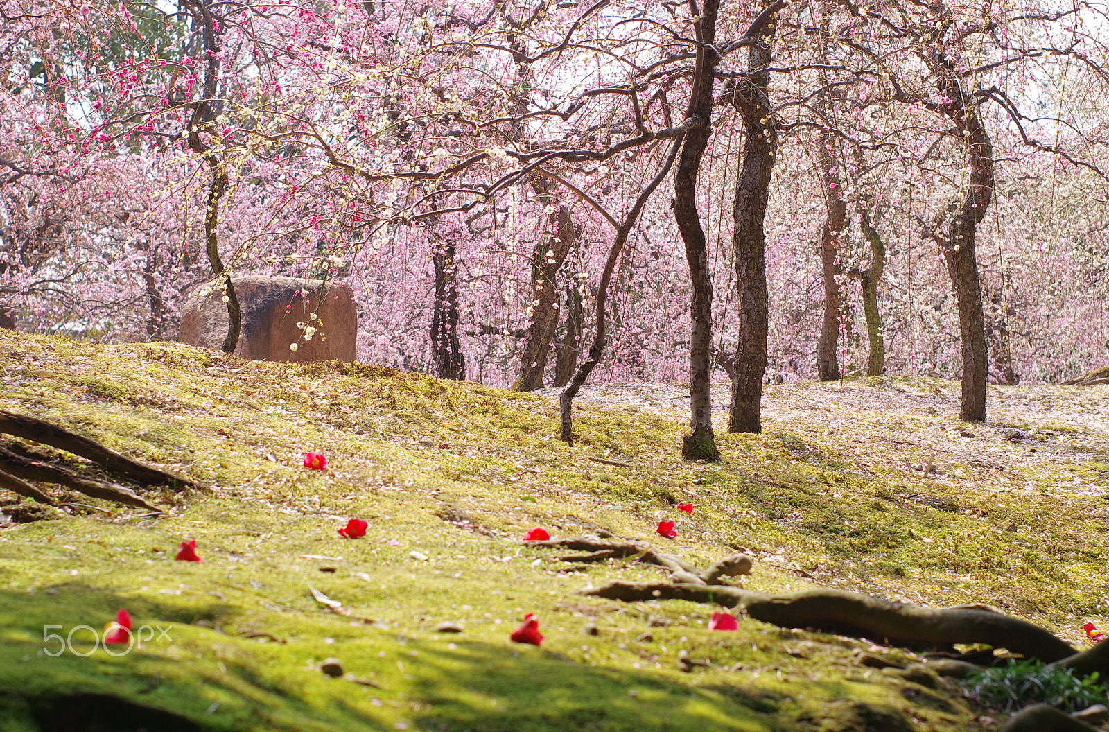 Pentax smc FA 50mm F1.4 sample photo. Spring japanese garden photography