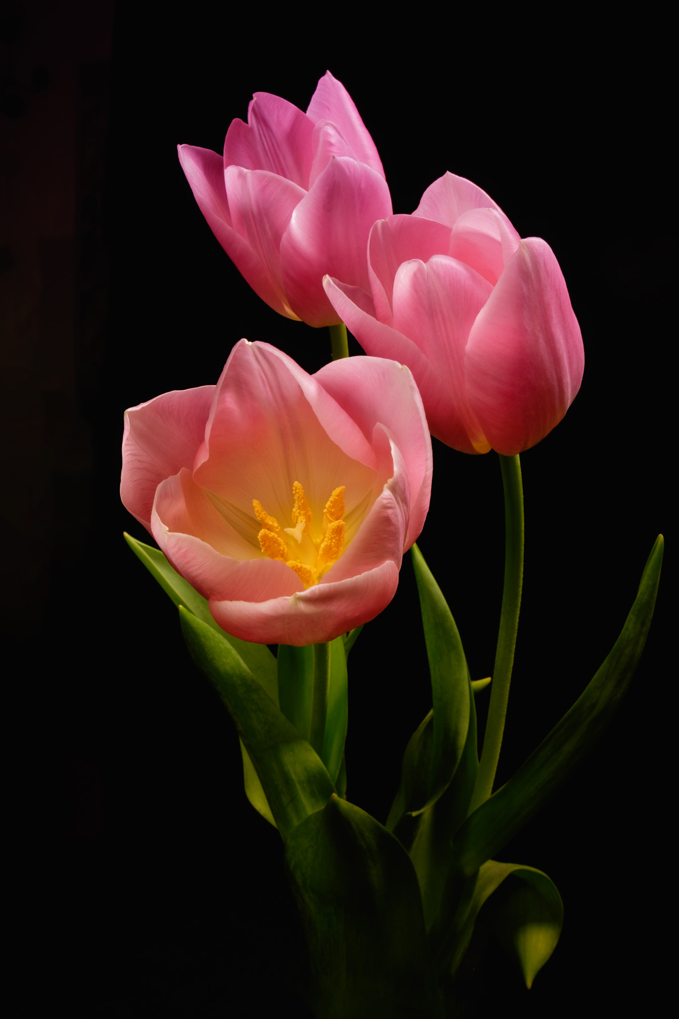 Fujifilm X-T1 sample photo. Triple toned tulips photography