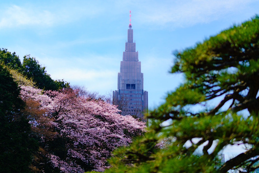 Sony a7R II + Sony Planar T* FE 50mm F1.4 ZA sample photo. Cherry blossoms in various shape i photography