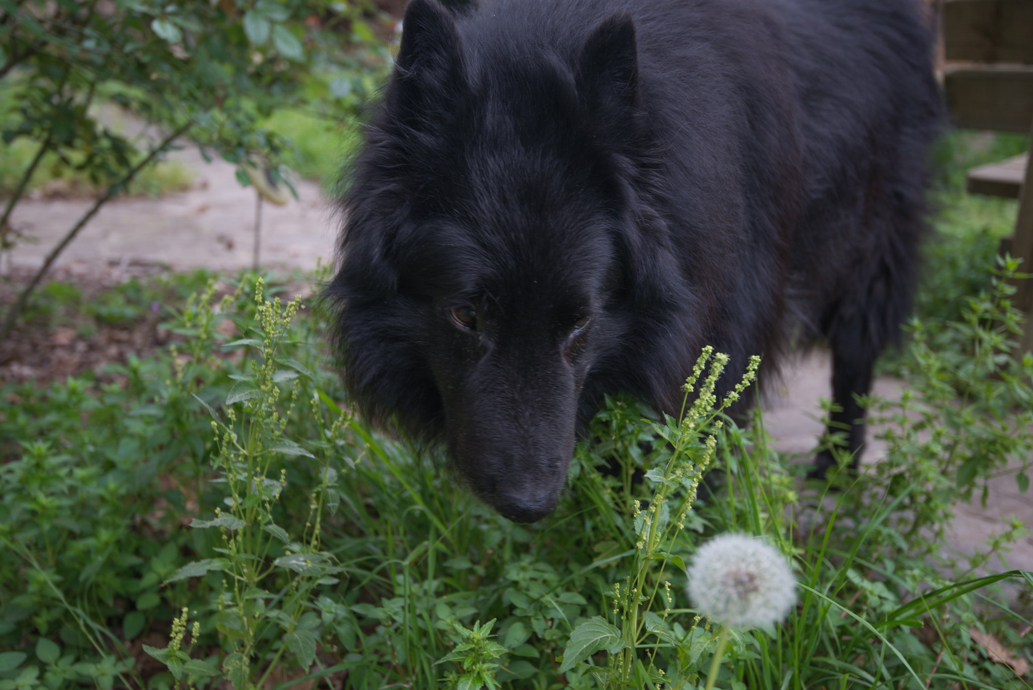 Nikon AF-S Nikkor 16-35mm F4G ED VR sample photo. Dog and flower photography