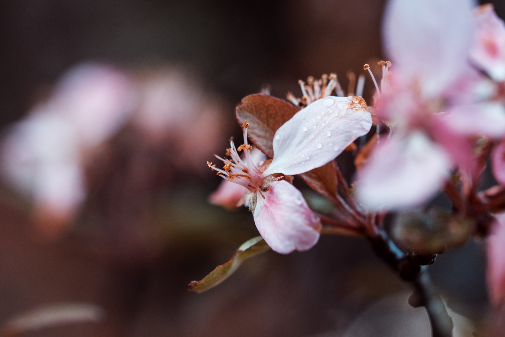 Sony a6000 + Sony FE 90mm F2.8 Macro G OSS sample photo. Cba photography