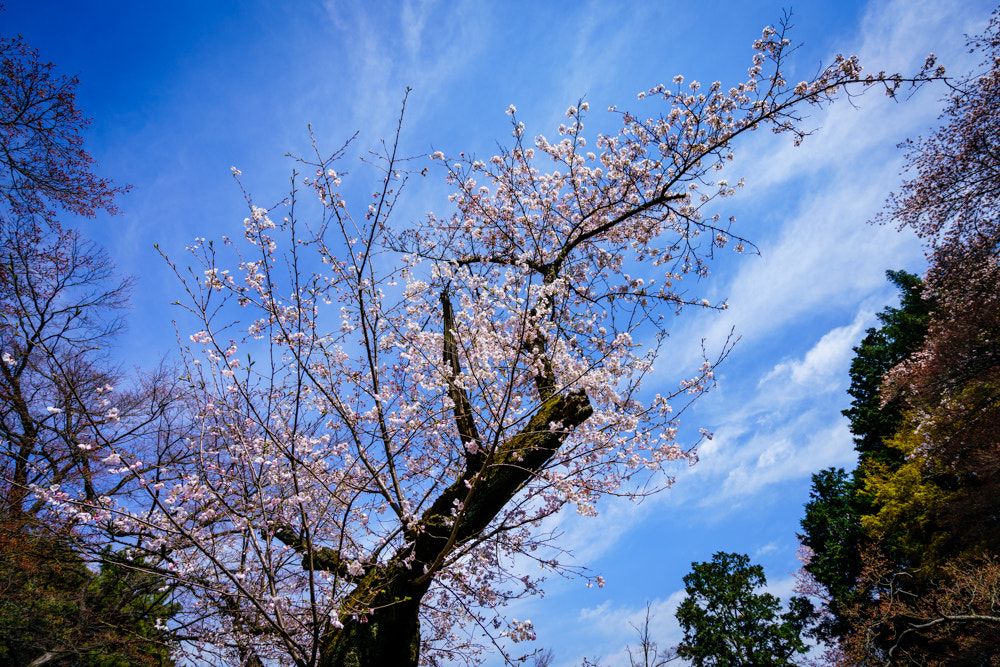 Sony a7R II sample photo. Cherry blossoms in various shape ii photography
