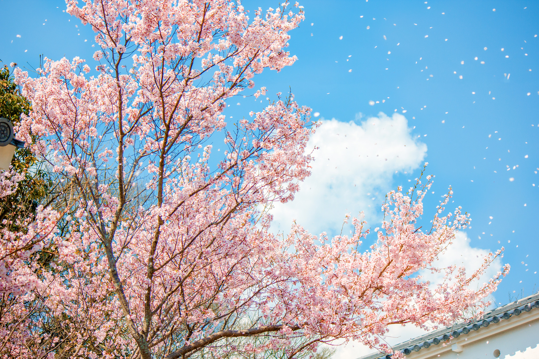 Canon EF-S 55-250mm F4-5.6 IS II sample photo. Sakura photography