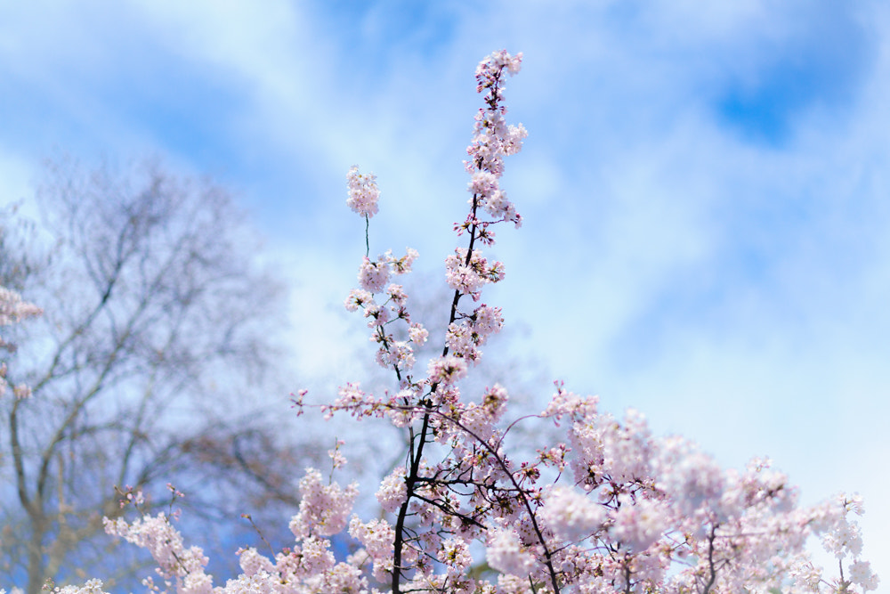 Sony Planar T* FE 50mm F1.4 ZA sample photo. Cherry blossoms in various shape iii photography