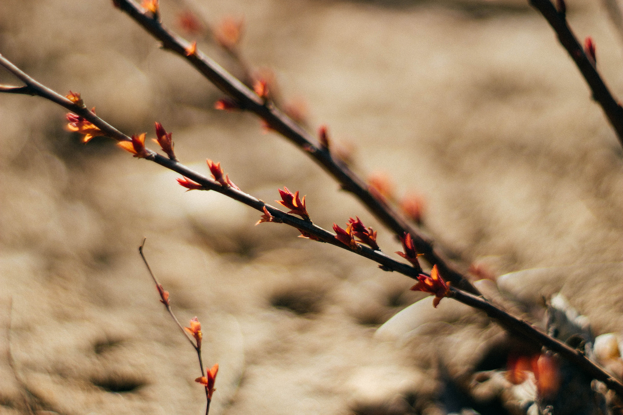 Canon EF 35-80mm f/4-5.6 sample photo. Sprout photography