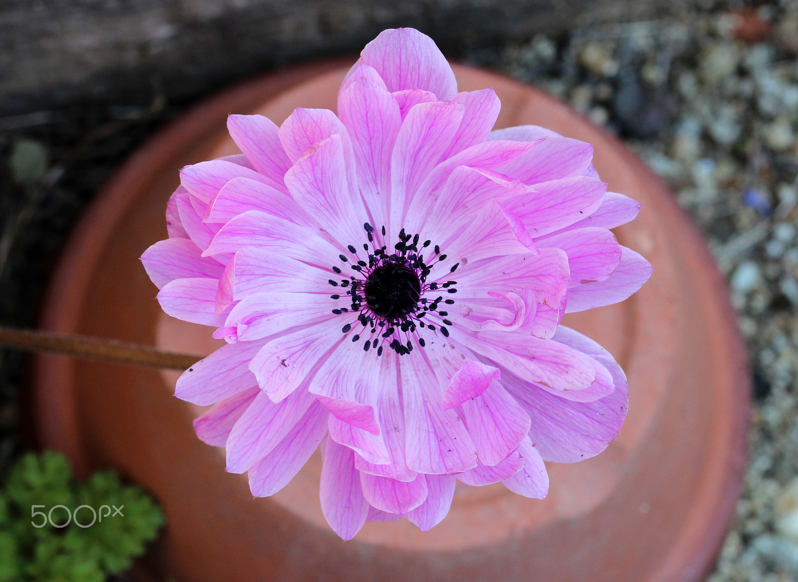 Canon EOS 600D (Rebel EOS T3i / EOS Kiss X5) + Sigma 105mm F2.8 EX DG OS HSM sample photo. Pink anemone photography
