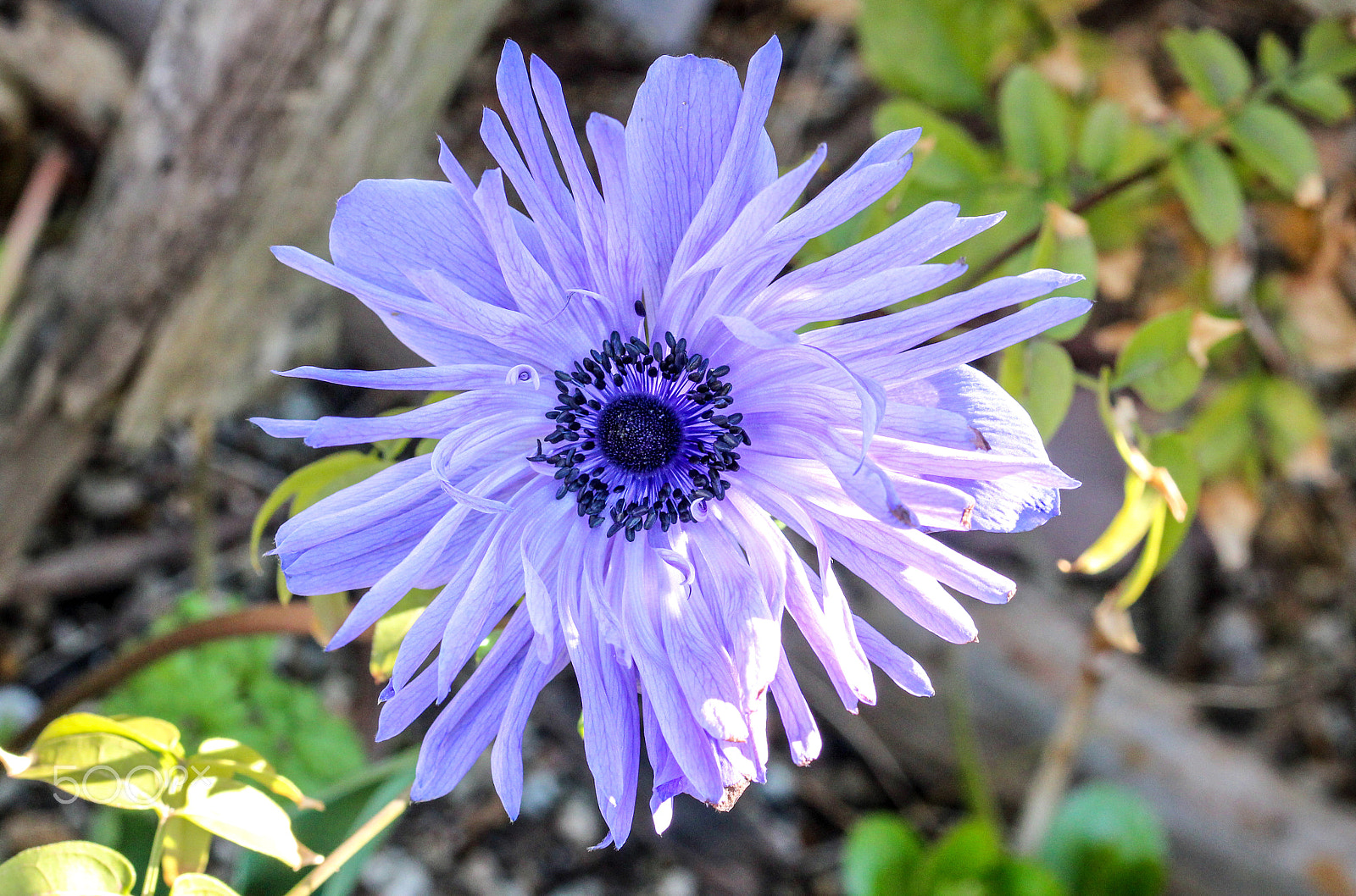 Canon EOS 600D (Rebel EOS T3i / EOS Kiss X5) + Sigma 105mm F2.8 EX DG OS HSM sample photo. Blue anemone photography
