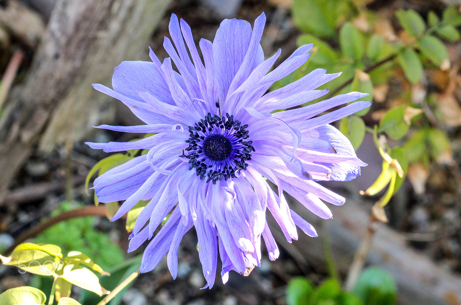 Sigma 105mm F2.8 EX DG OS HSM sample photo. Blue anemone photography