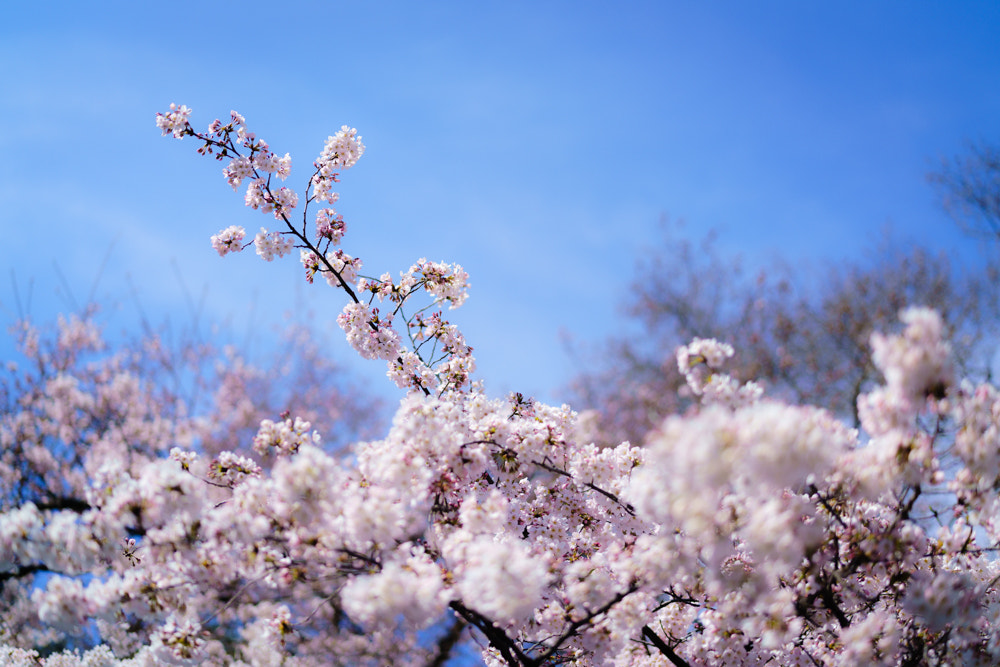 Sony Planar T* FE 50mm F1.4 ZA sample photo. Cherry blossoms in various shape iv photography