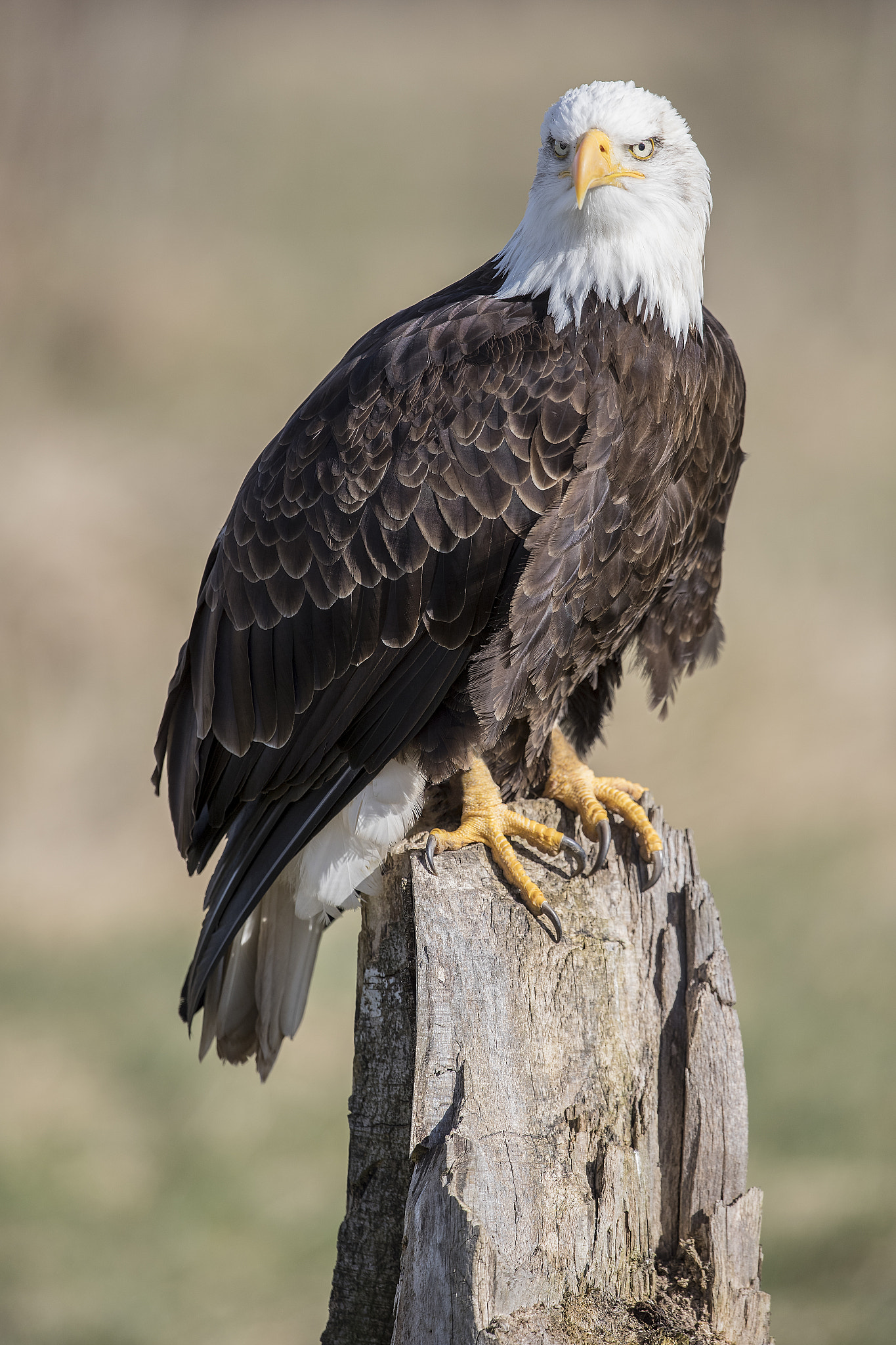 Canon EF 400mm F2.8L IS USM sample photo. Alaskan bald eagle photography