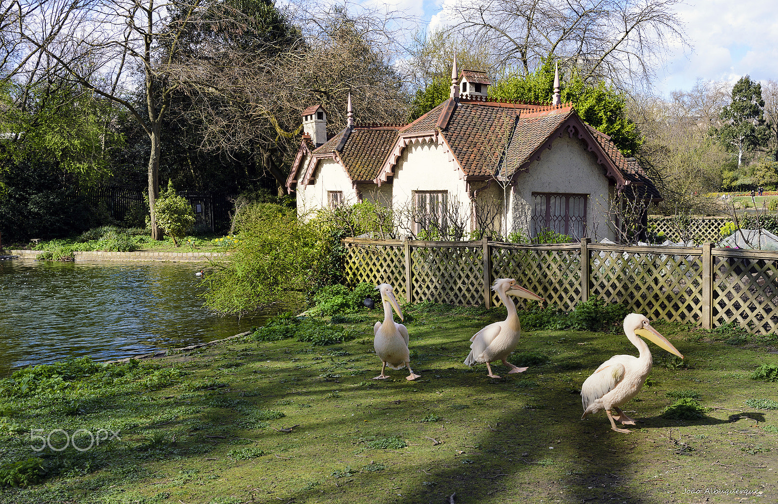Nikon AF-S Nikkor 24-70mm F2.8G ED sample photo. House, lake and pelicans photography