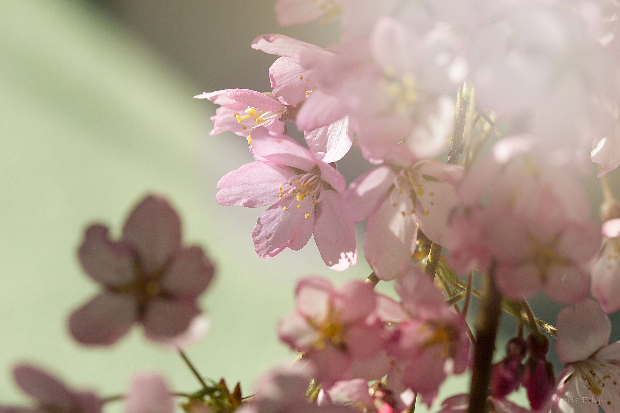 Canon EF 100mm F2.8L Macro IS USM sample photo. ...kirschblüten photography