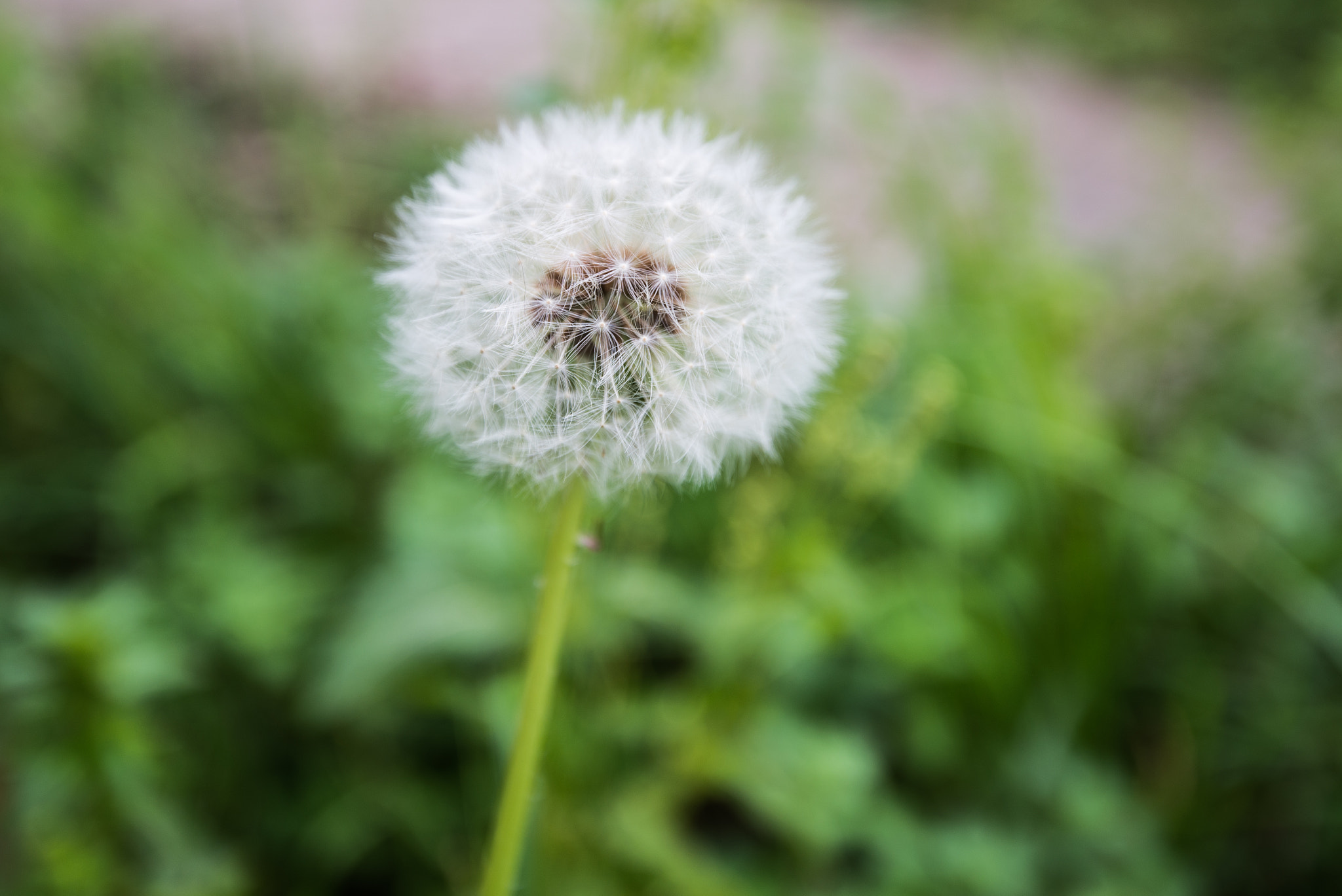 Nikon D610 sample photo. Dandelion photography