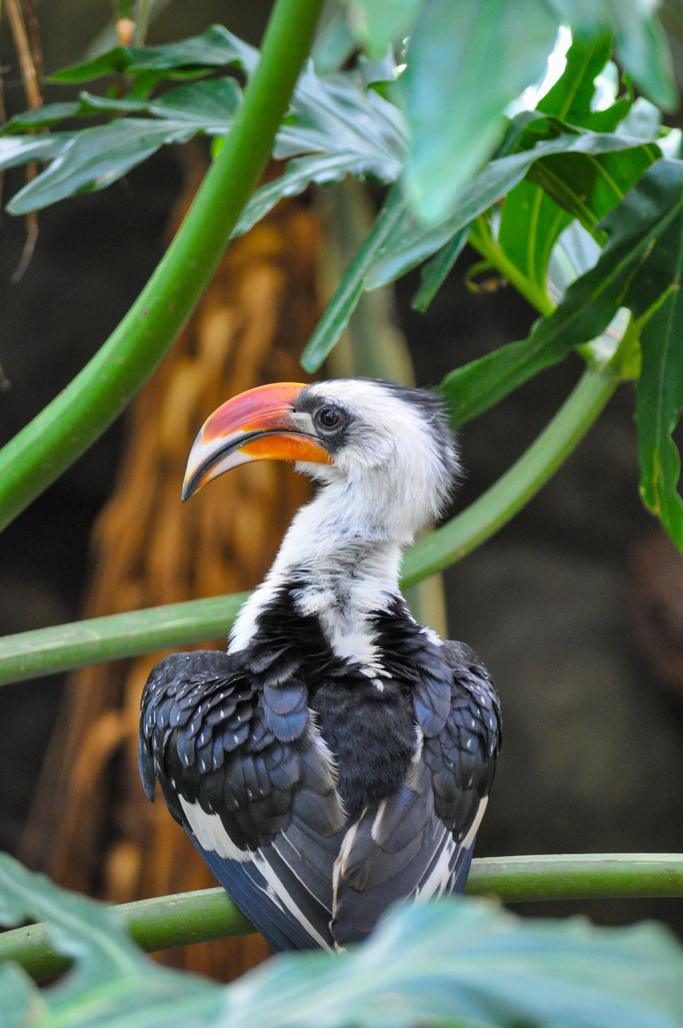 Nikon D90 sample photo. Jackson's hornbill (male) photography