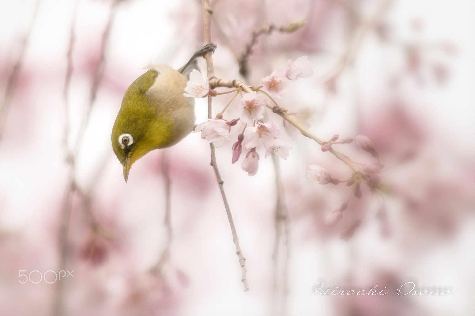 Pentax K-3 sample photo. White-eye photography