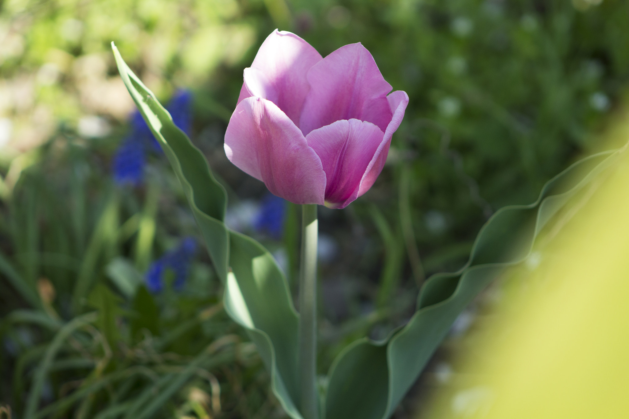 Canon EOS 1200D (EOS Rebel T5 / EOS Kiss X70 / EOS Hi) + EF75-300mm f/4-5.6 sample photo. Spring! photography