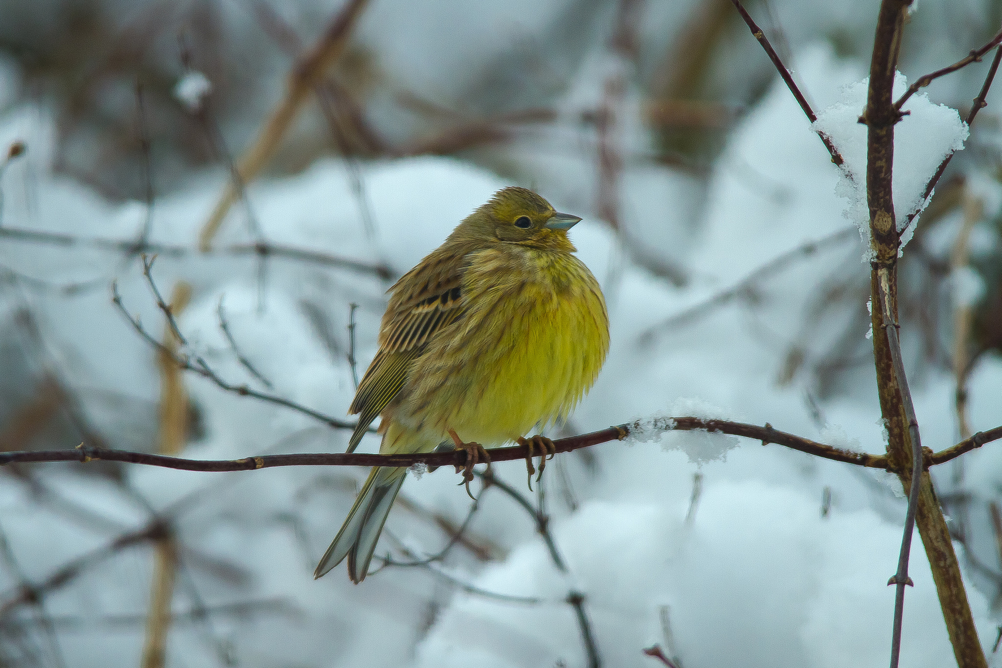 Sigma 150-500mm F5-6.3 DG OS HSM sample photo. A bit too cold photography