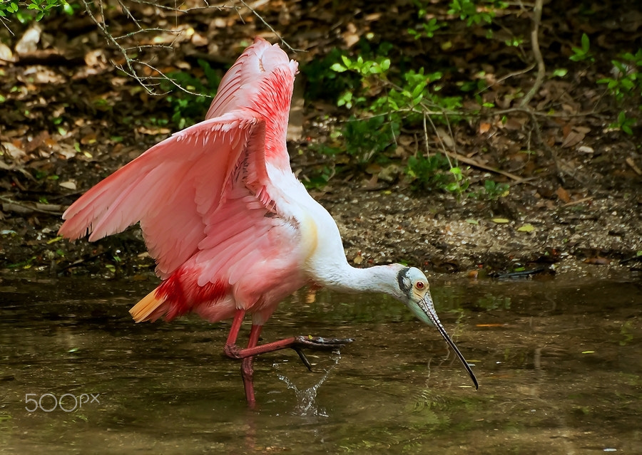 Sigma 50-500mm F4.5-6.3 DG OS HSM sample photo. Roseate spoonbill kicks up water photography