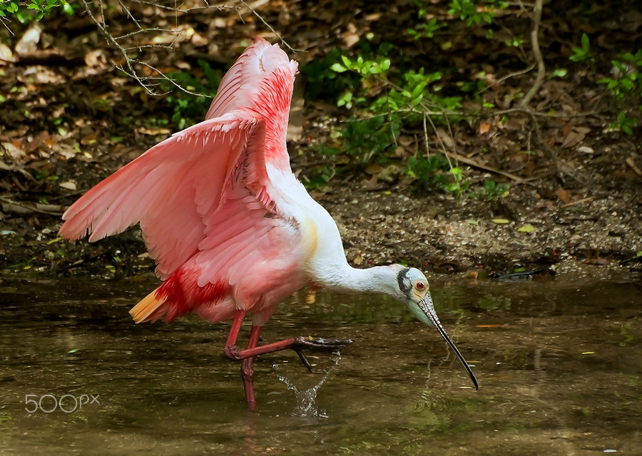 Nikon D300S sample photo. Roseate spoonbill kicks up water photography