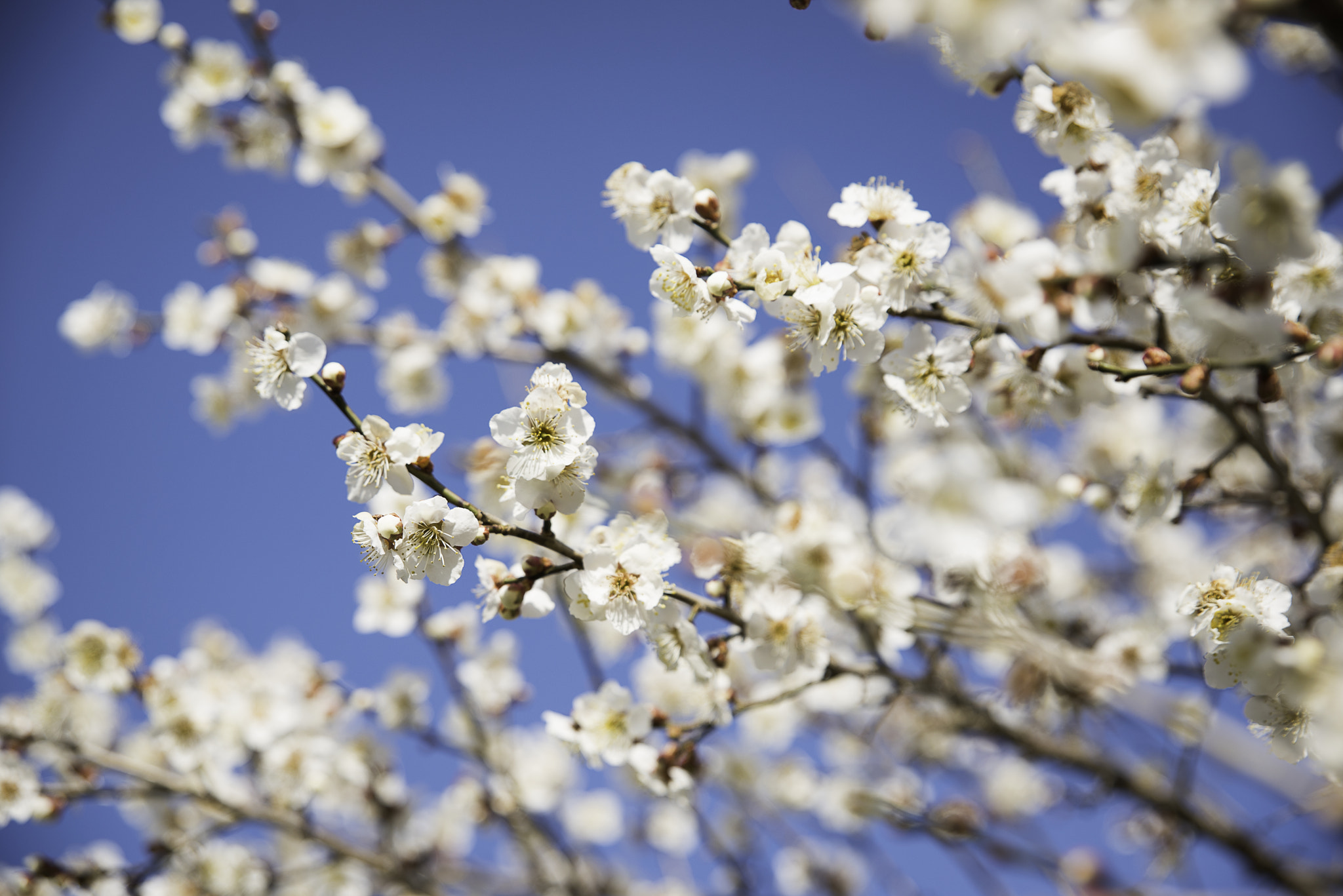 Nikon D750 sample photo. Blue and white photography