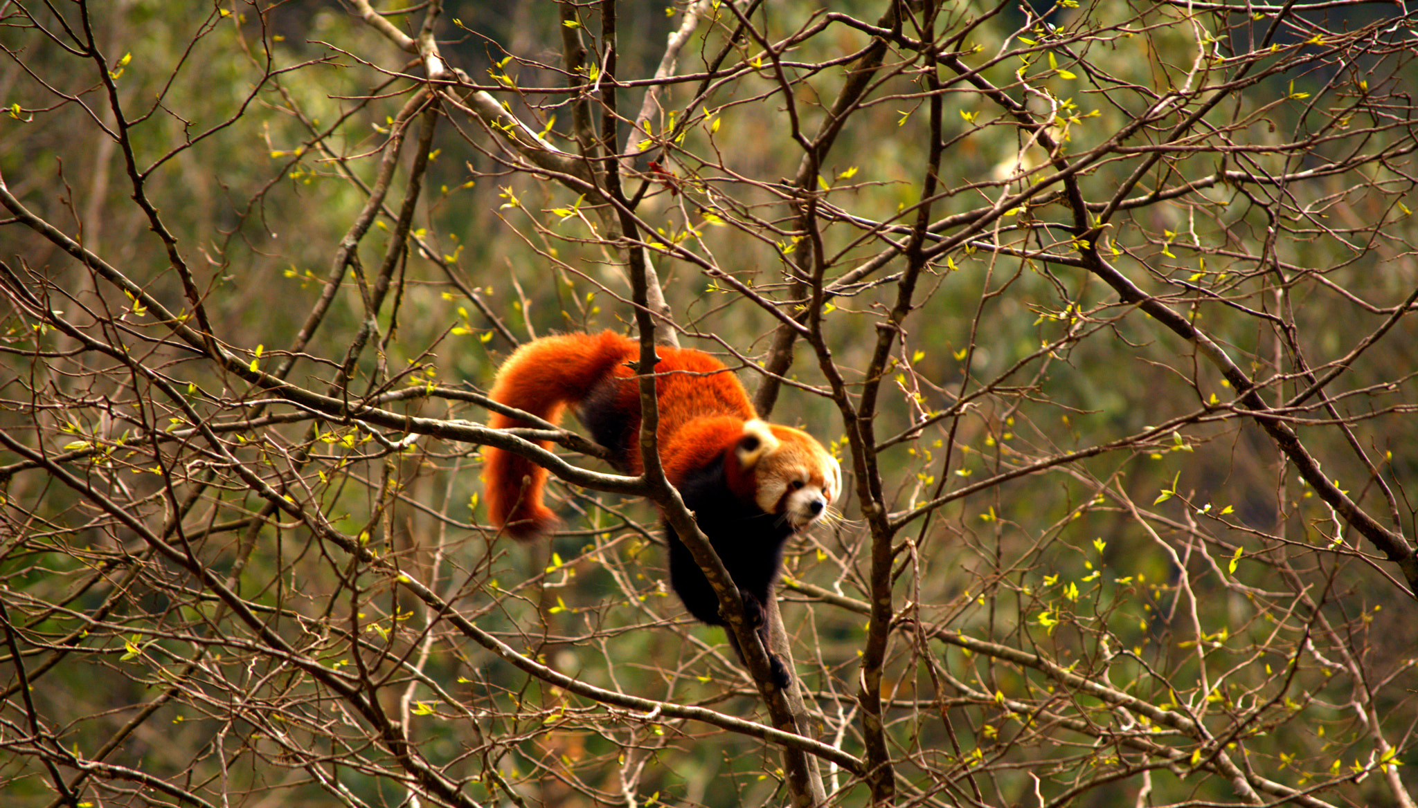 Nikon D5200 sample photo. The himalayan red panda photography