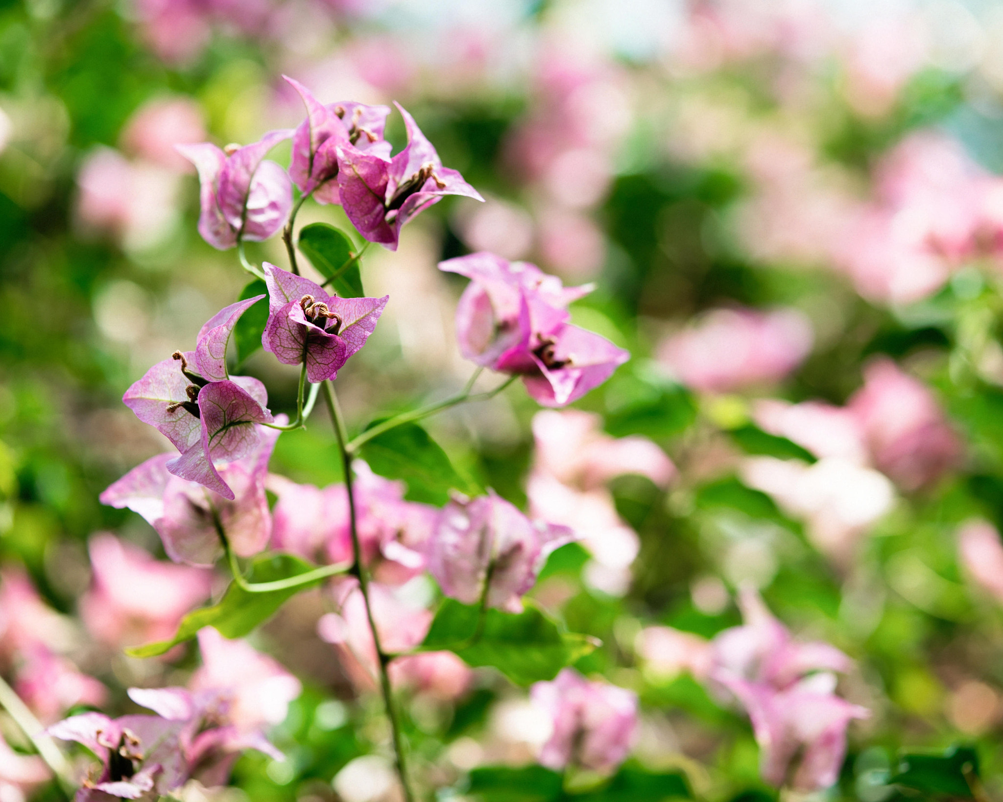 Sony a7S + Sony FE 90mm F2.8 Macro G OSS sample photo. 氷見 photography