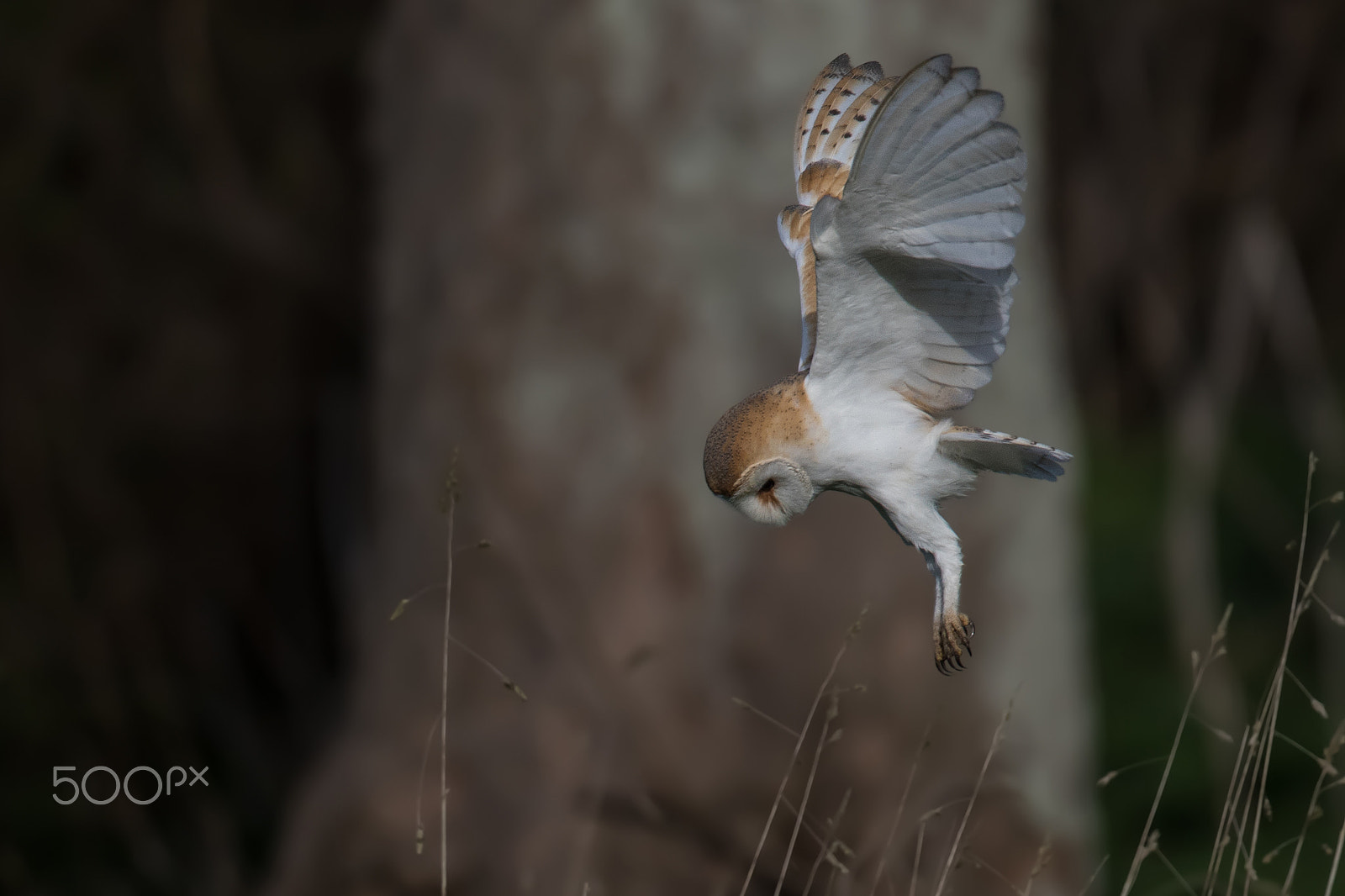 Canon EF 500mm F4L IS USM sample photo. Barn owl photography