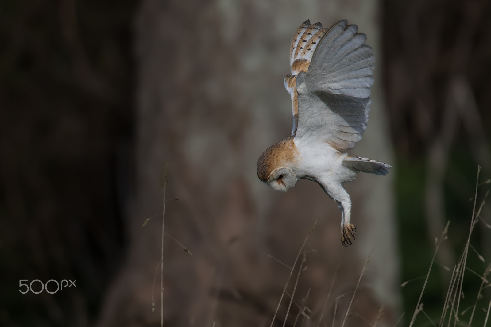 Canon EOS 7D Mark II sample photo. Barn owl photography