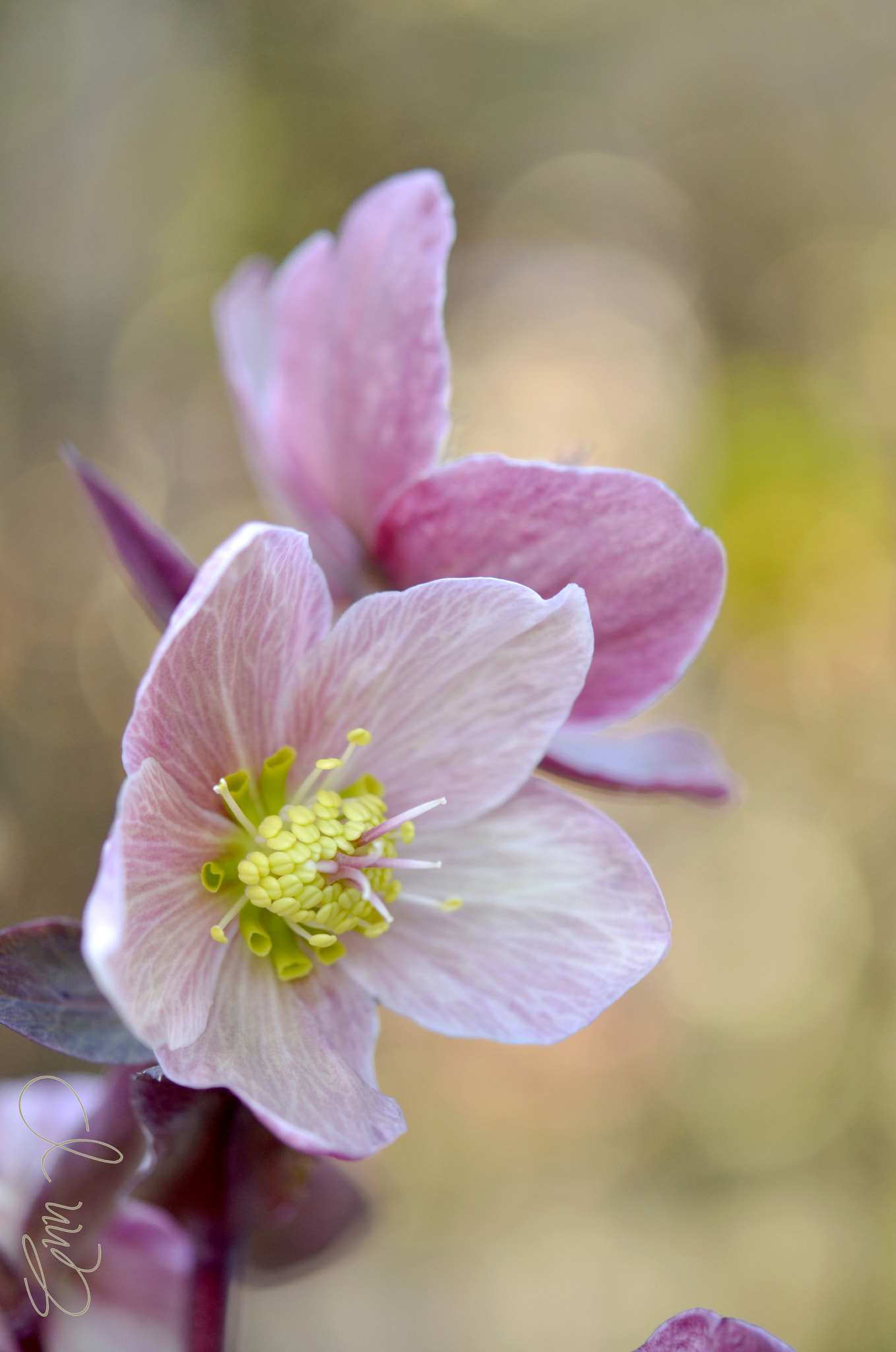 Nikon AF-S Micro-Nikkor 60mm F2.8G ED sample photo. Pink frost in spring photography