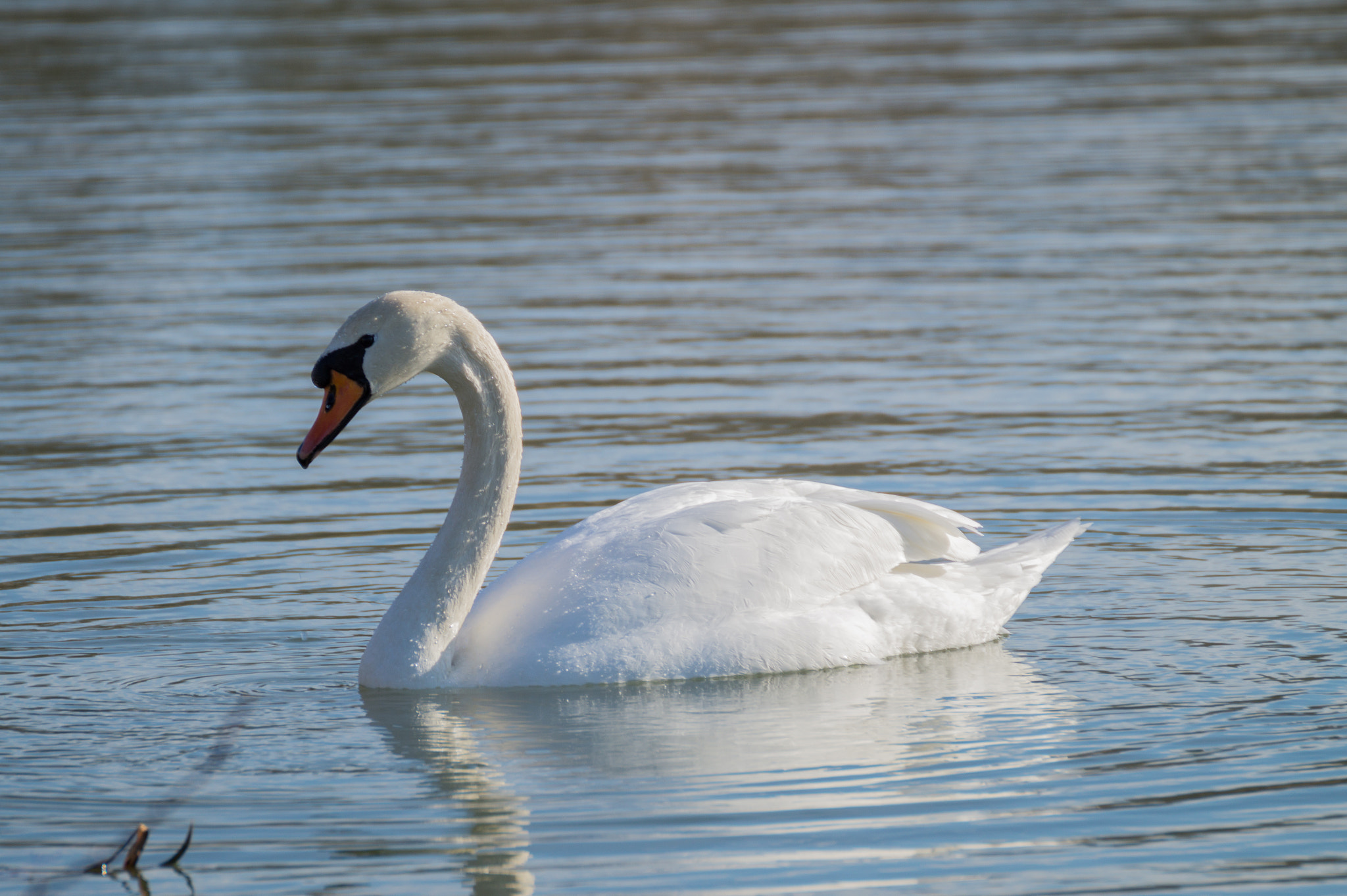Sony SLT-A58 + Tamron SP 70-300mm F4-5.6 Di USD sample photo. Swan photography