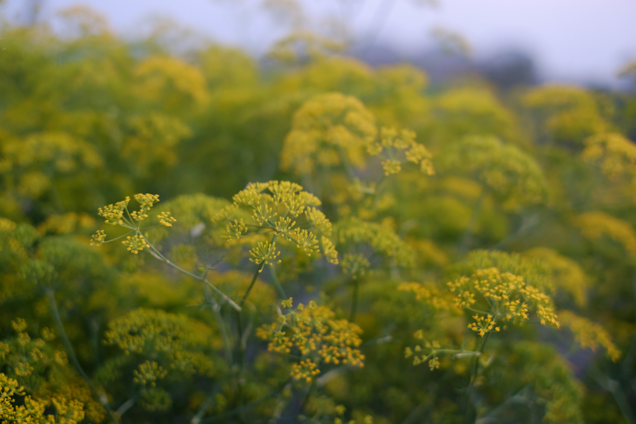 Fujifilm X-M1 sample photo. Yellow photography