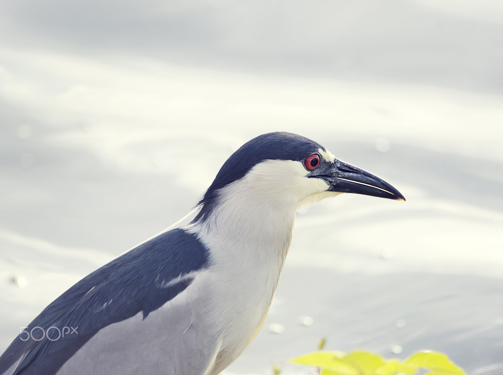 Nikon D800 + Nikon AF-S Nikkor 300mm F4D ED-IF sample photo. Black-crowned night-heron near a lake photography