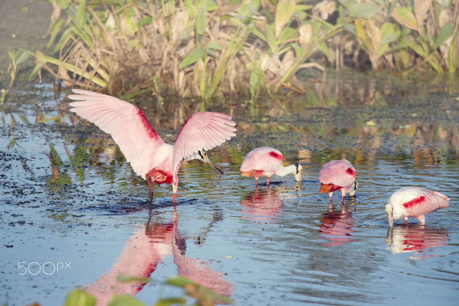 Nikon D800 + Nikon AF-S Nikkor 300mm F4D ED-IF sample photo. Roseate spoonbills in the pond photography