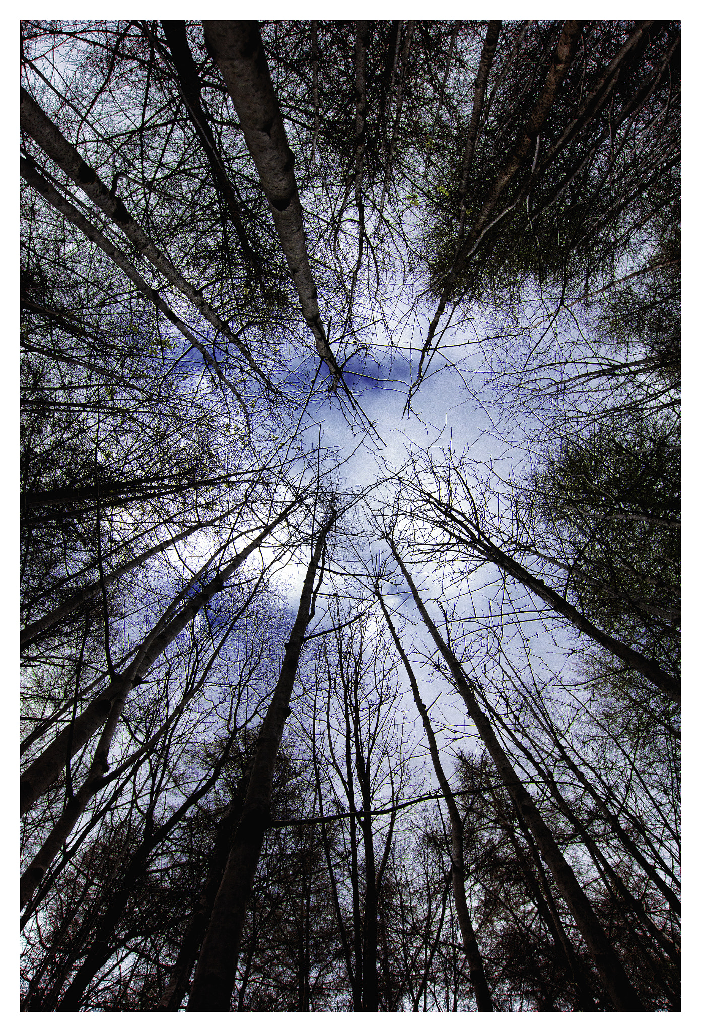 Nikon D7200 sample photo. Birch trees (colour version) photography