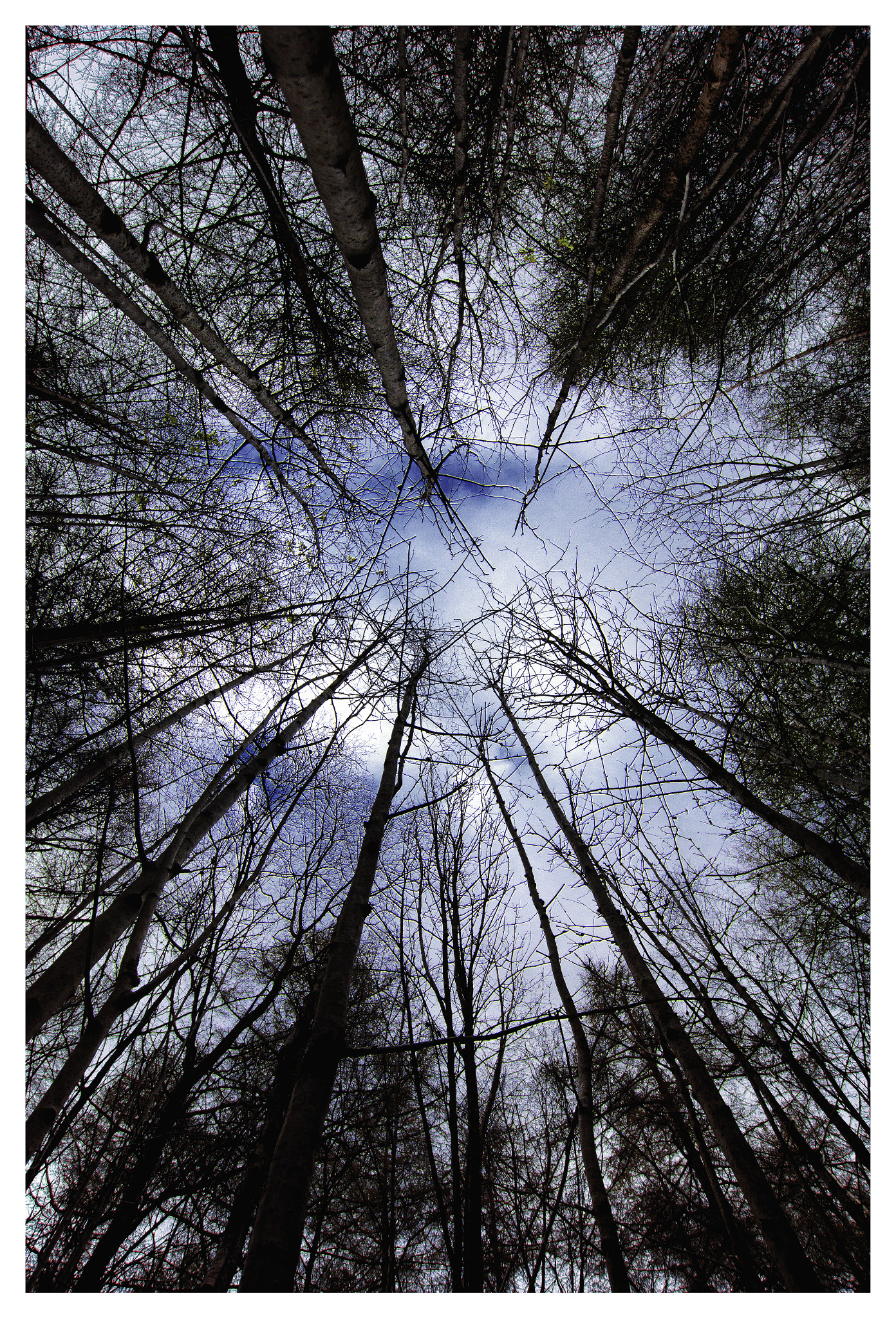 Nikon D7200 + Sigma 10-20mm F3.5 EX DC HSM sample photo. Birch trees (colour version) photography