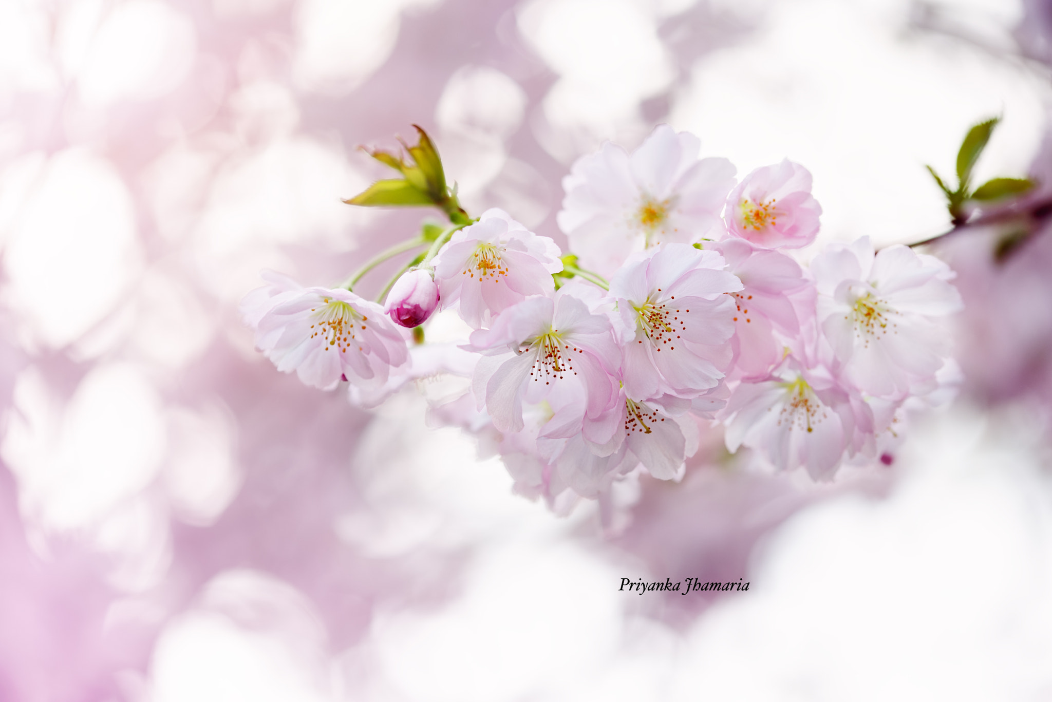 Nikon D750 sample photo. Springtime photography
