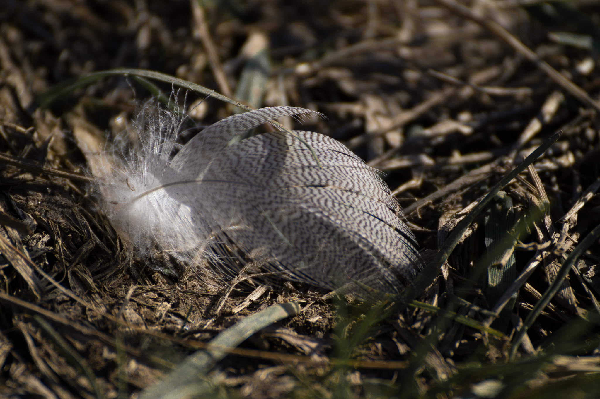 Sony SLT-A58 sample photo. Feather photography