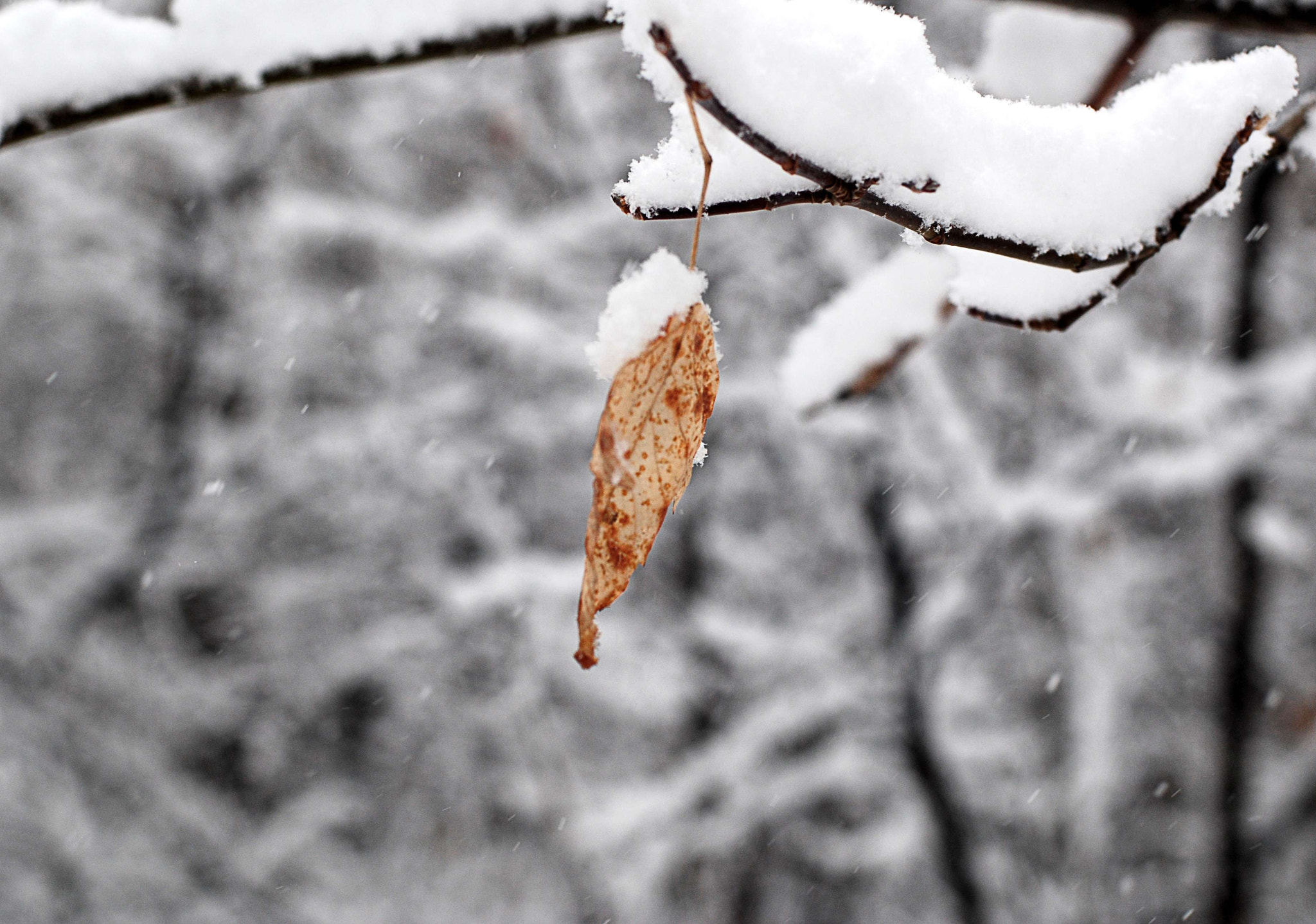 Nikon D80 sample photo. Leaf photography